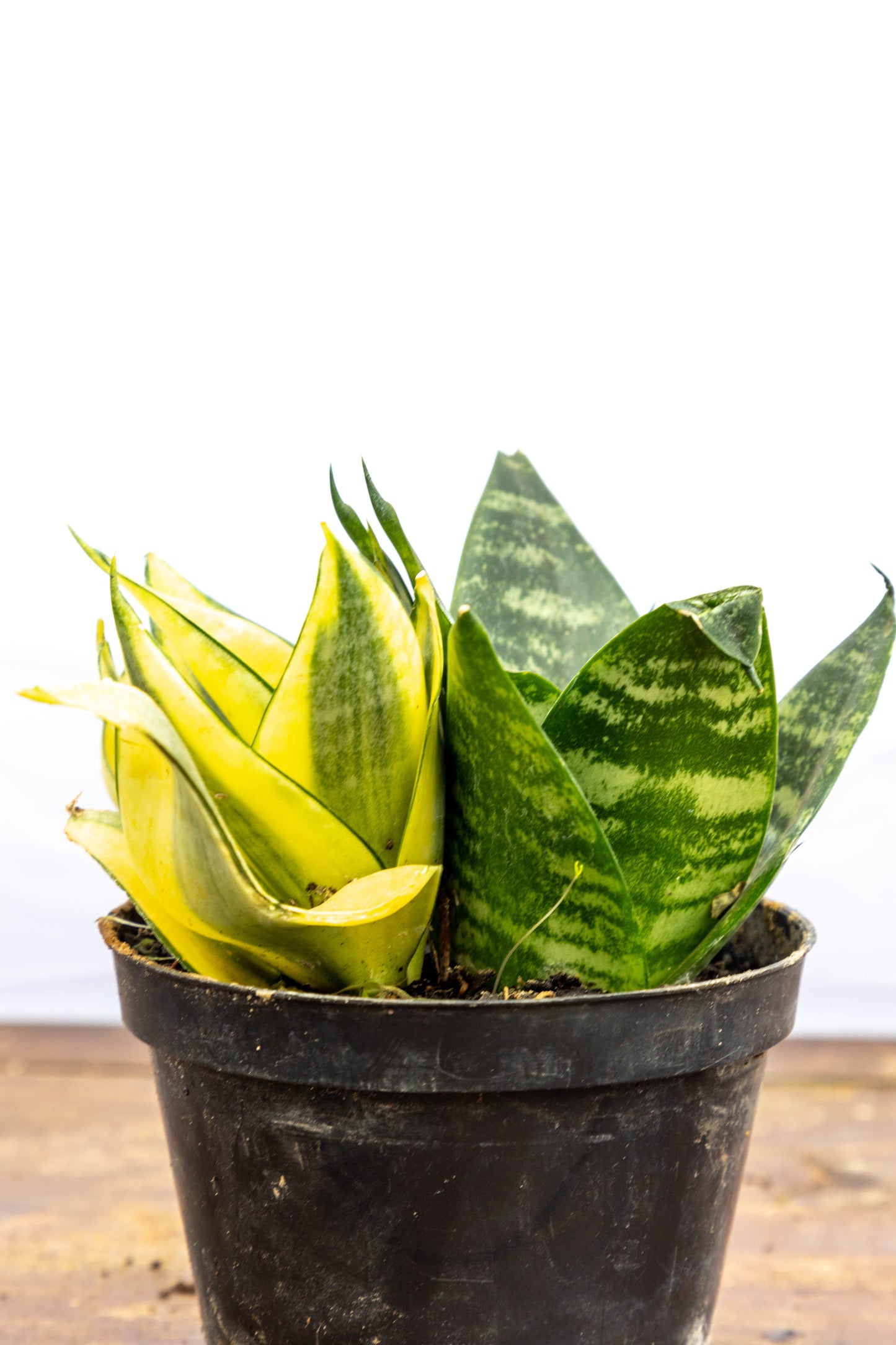 Sansevieria Hani – Minimalista y resistencia natural