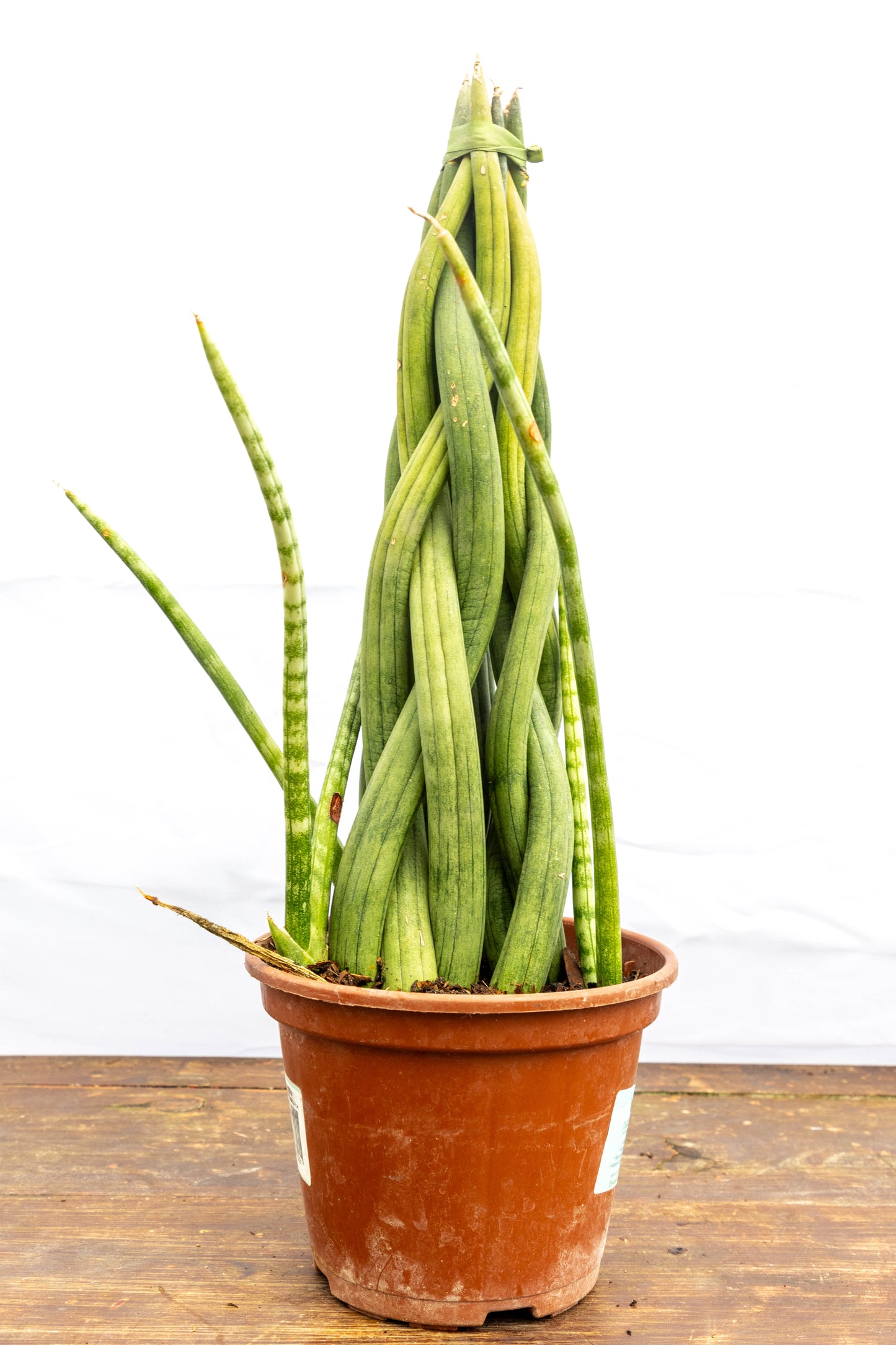 Sansevieria Cylindrica Trenzada – Diseño natural y resistencia extrema