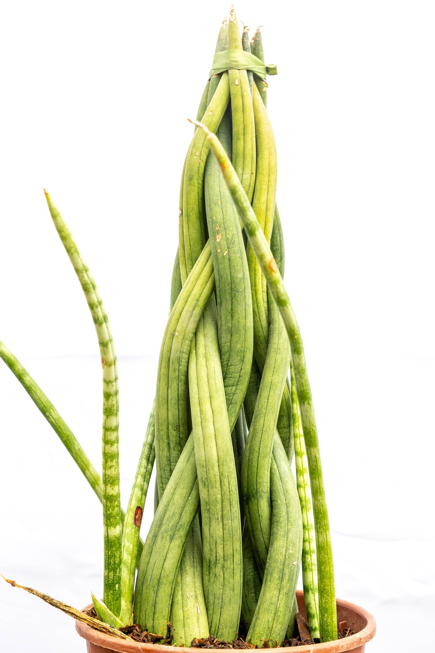 Sansevieria Cylindrica Trenzada – Diseño natural y resistencia extrema