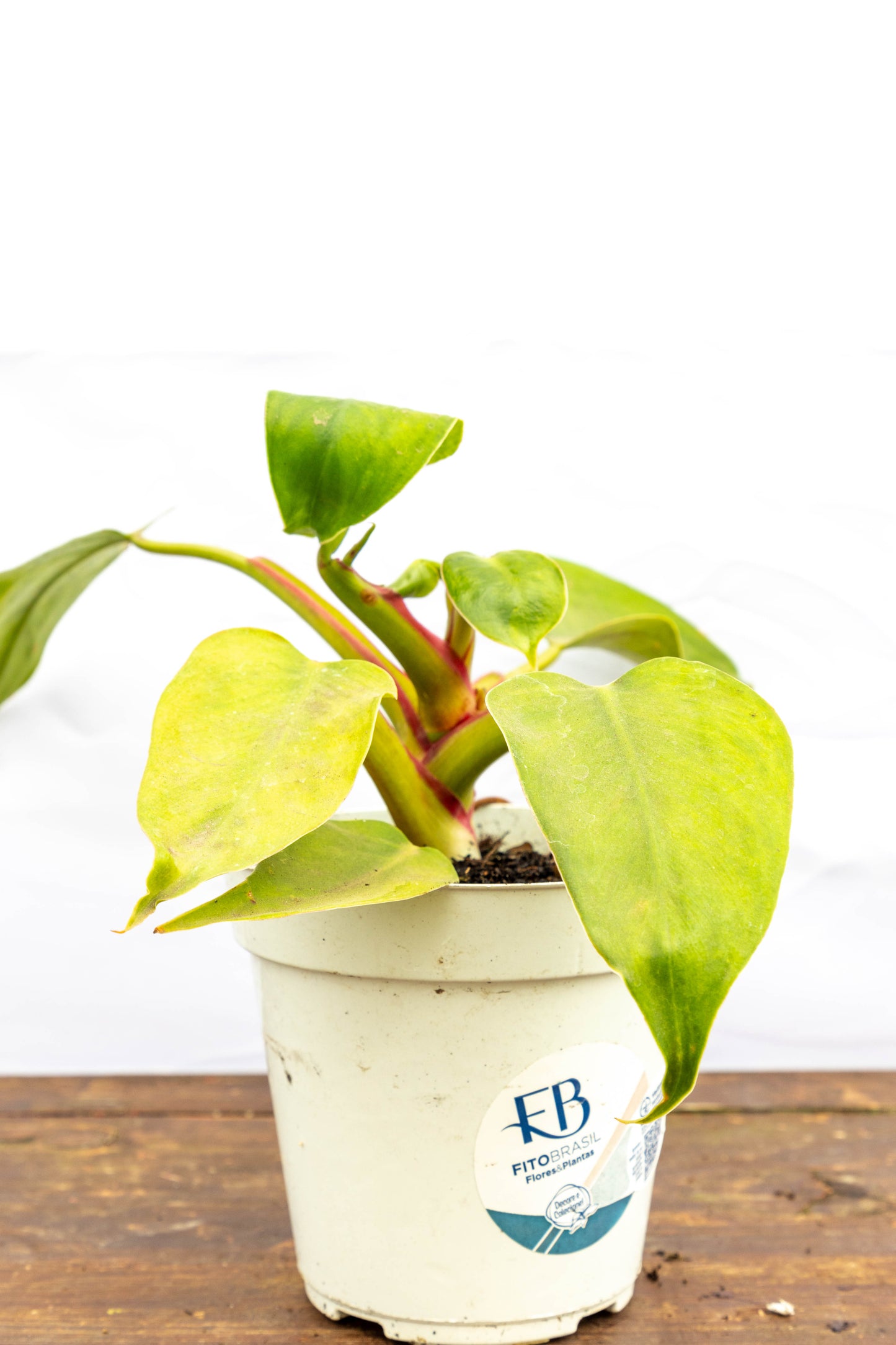 Philodendron LUA CLARA - Elegancia natural en oferta