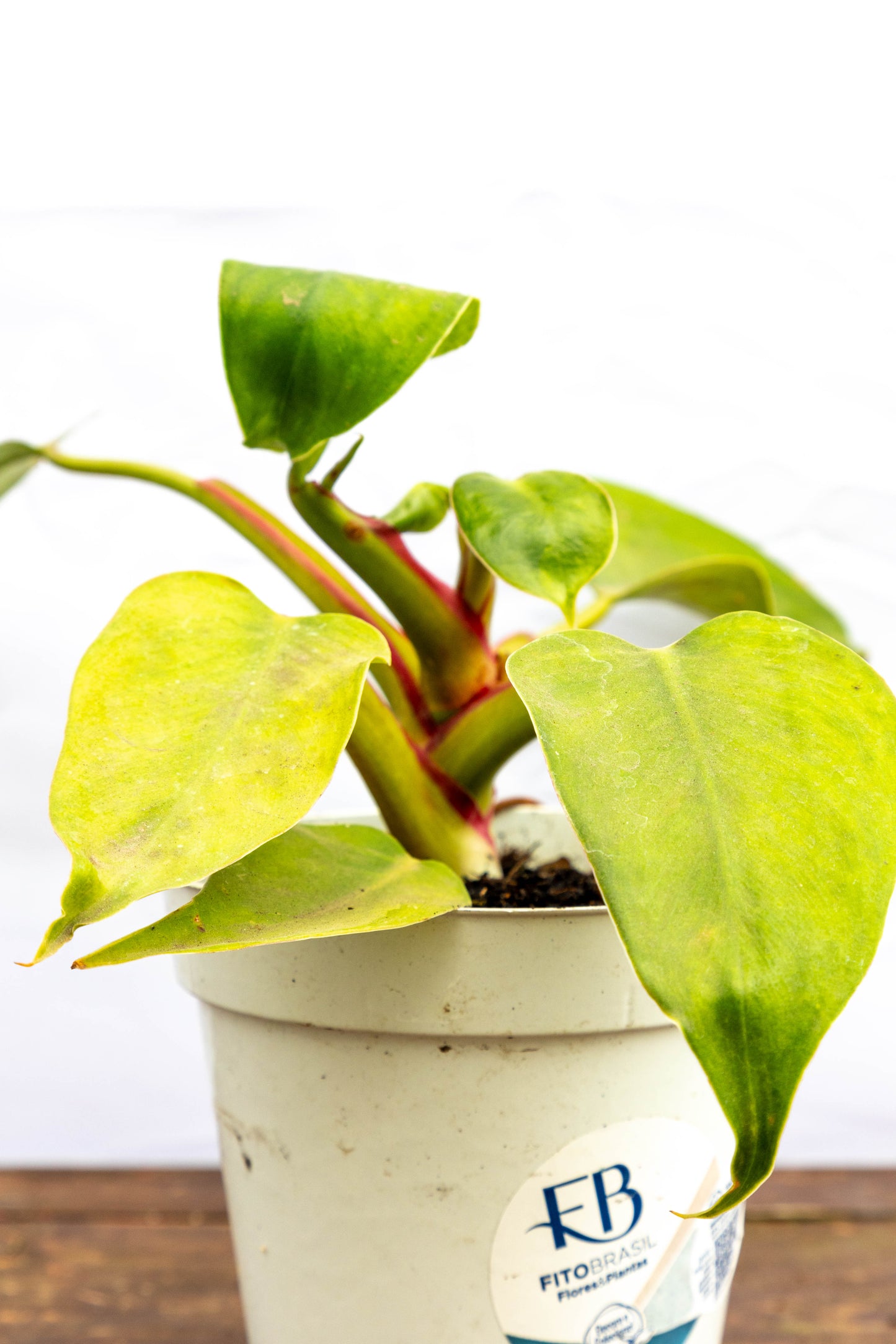 Philodendron LUA CLARA - Elegancia natural en oferta