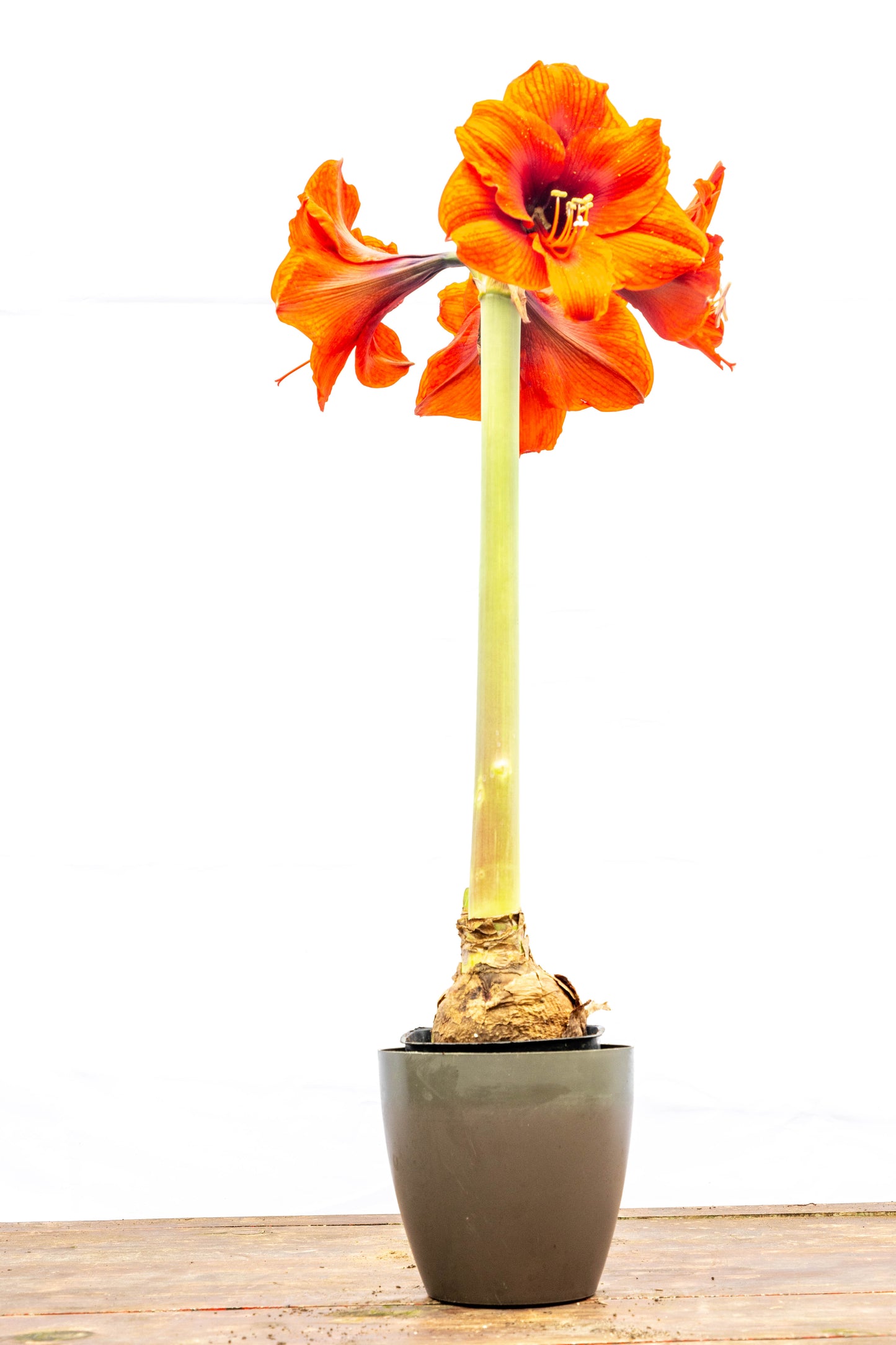 Amarilis – Flores grandes y elegantes que iluminan tu espacio