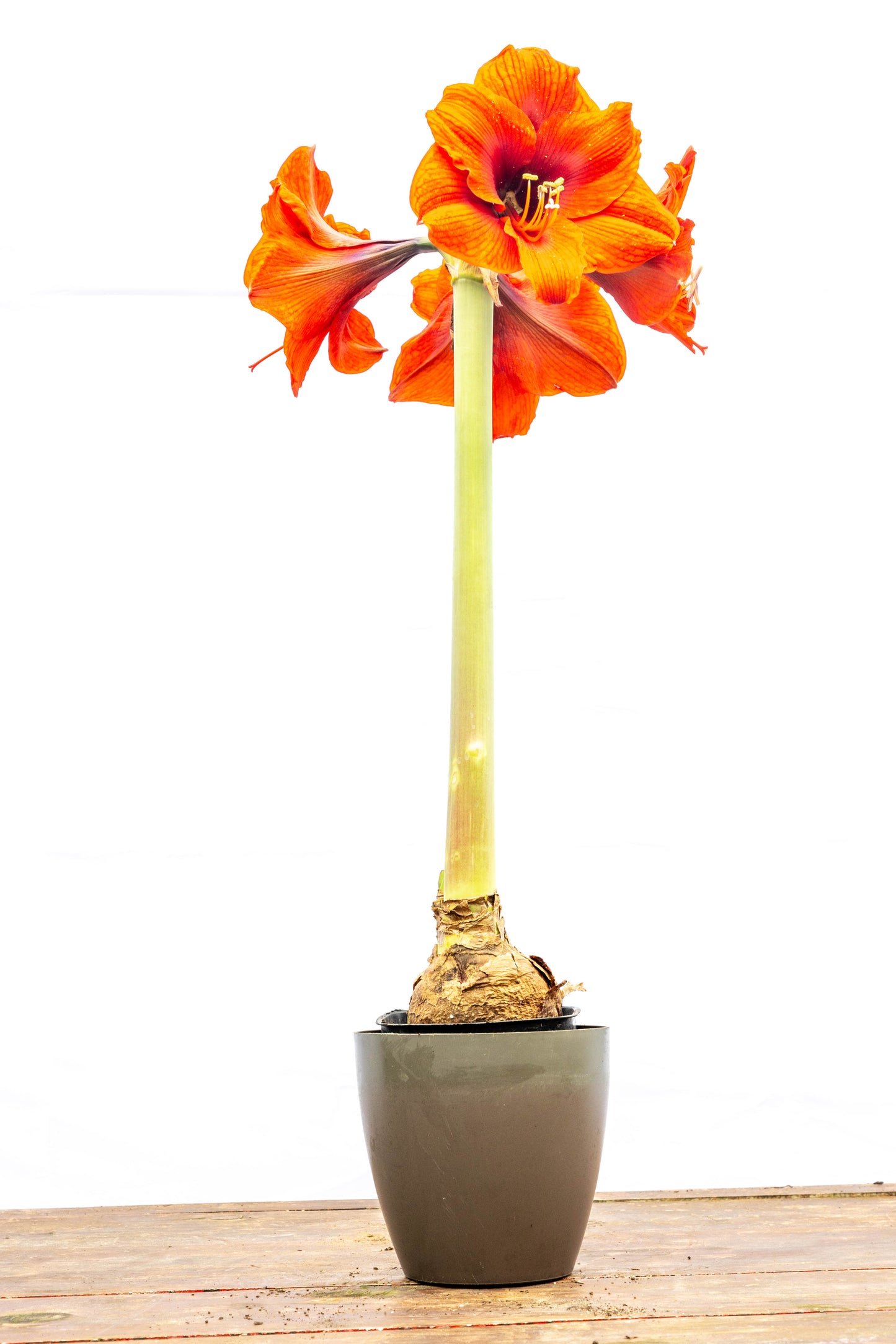 Amarilis – Flores grandes y elegantes que iluminan tu espacio