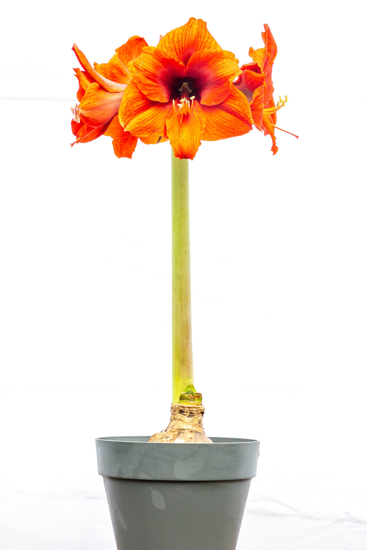 Amarilis – Flores grandes y elegantes que iluminan tu espacio