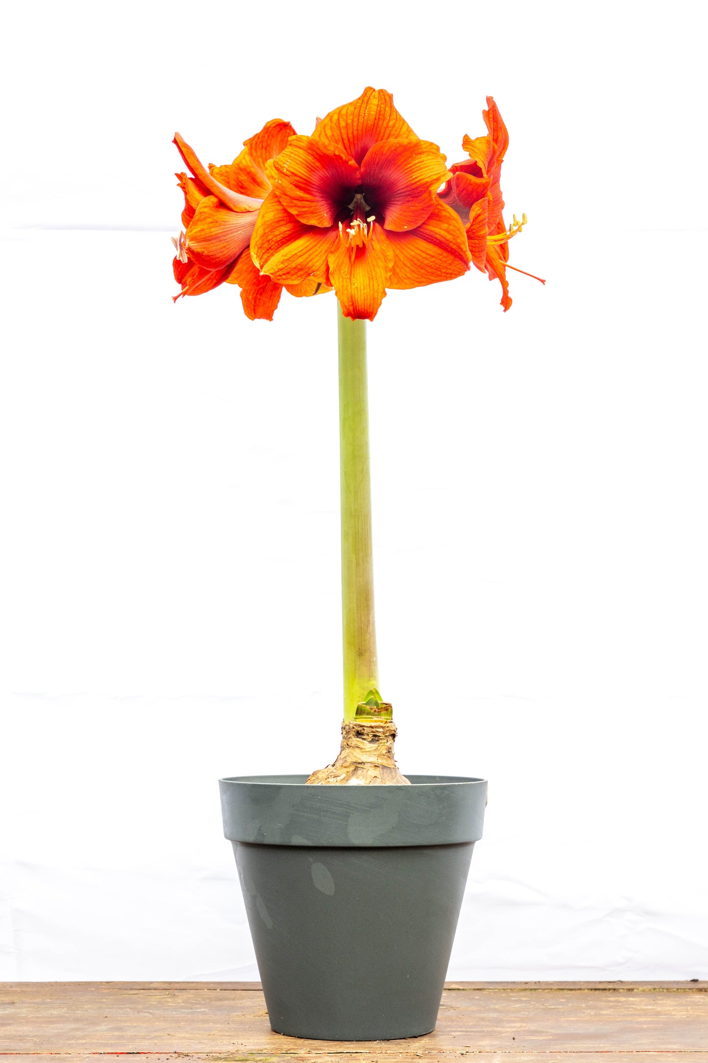 Amarilis – Flores grandes y elegantes que iluminan tu espacio