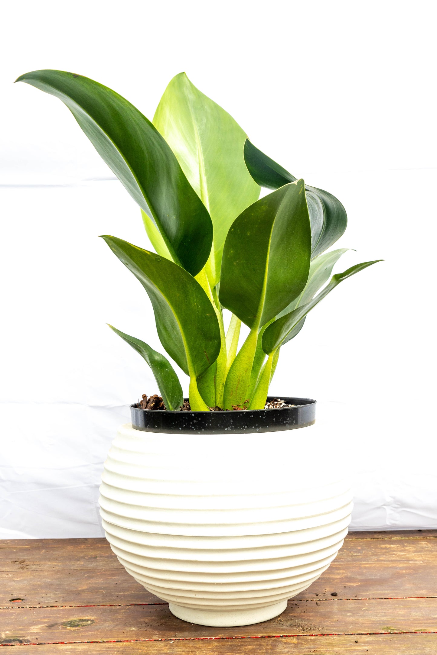 Philodendro Pacova – Elegancia tropical de hojas brillantes