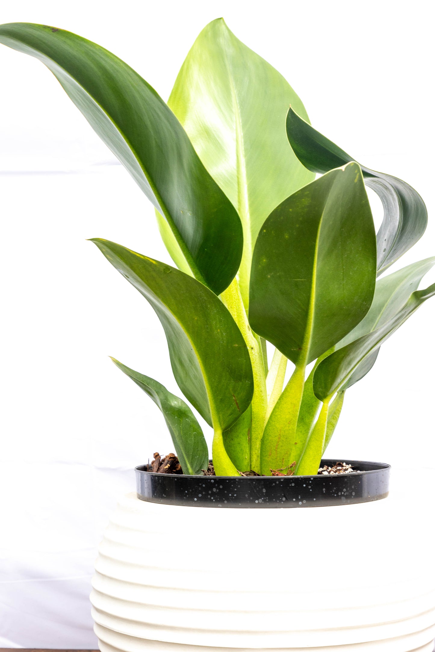 Philodendro Pacova – Elegancia tropical de hojas brillantes