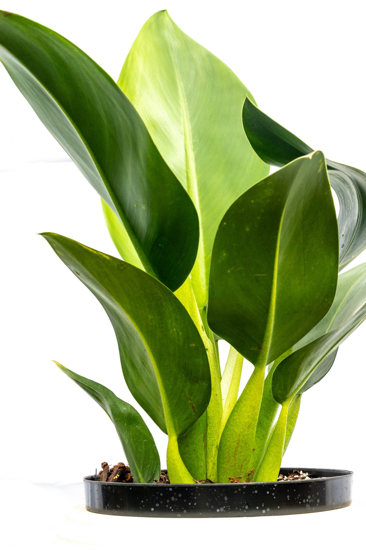 Philodendro Pacova – Elegancia tropical de hojas brillantes