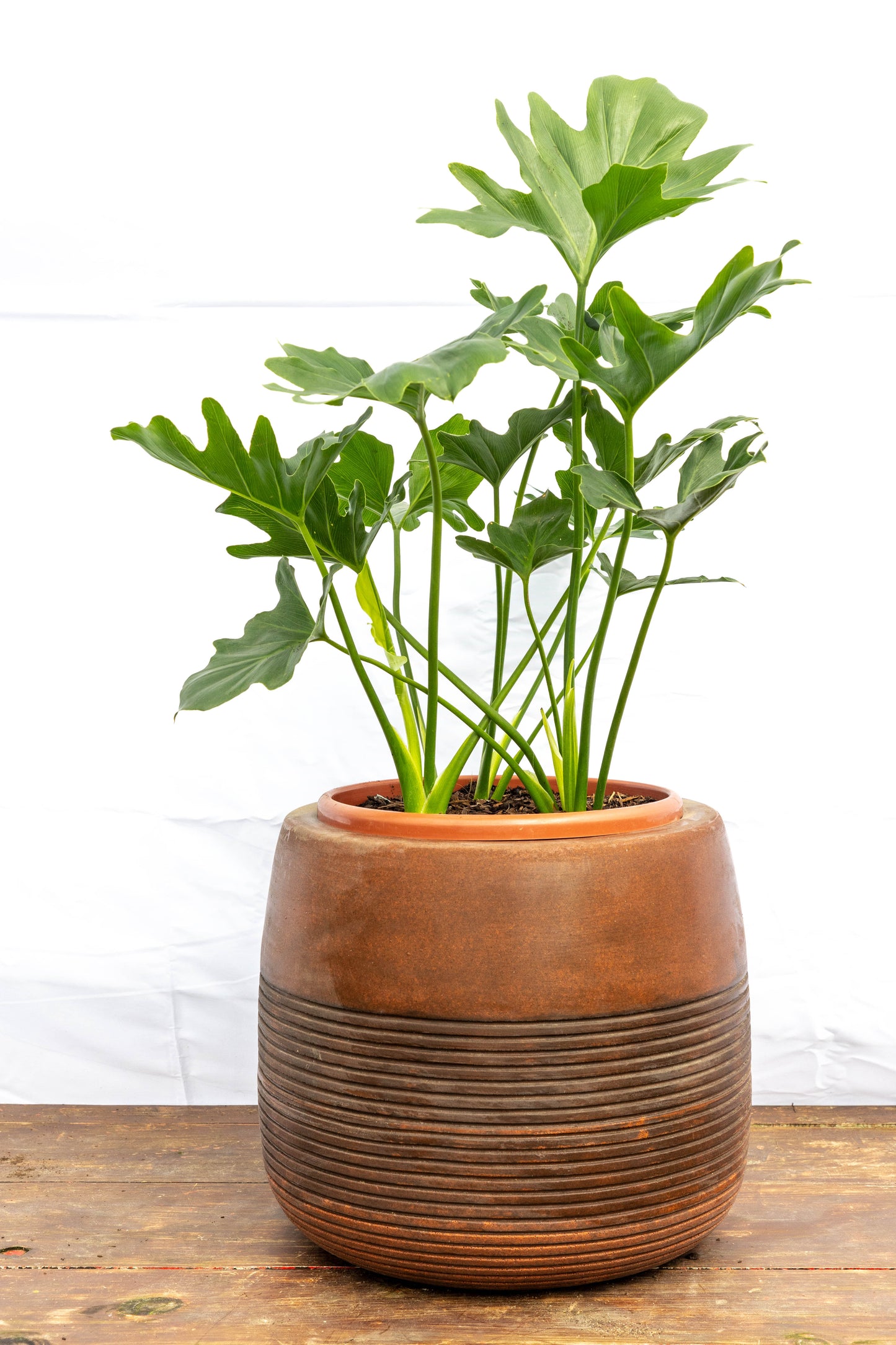 Philodendron Bipinnatifidum p24 Planta Tropical Decorativa