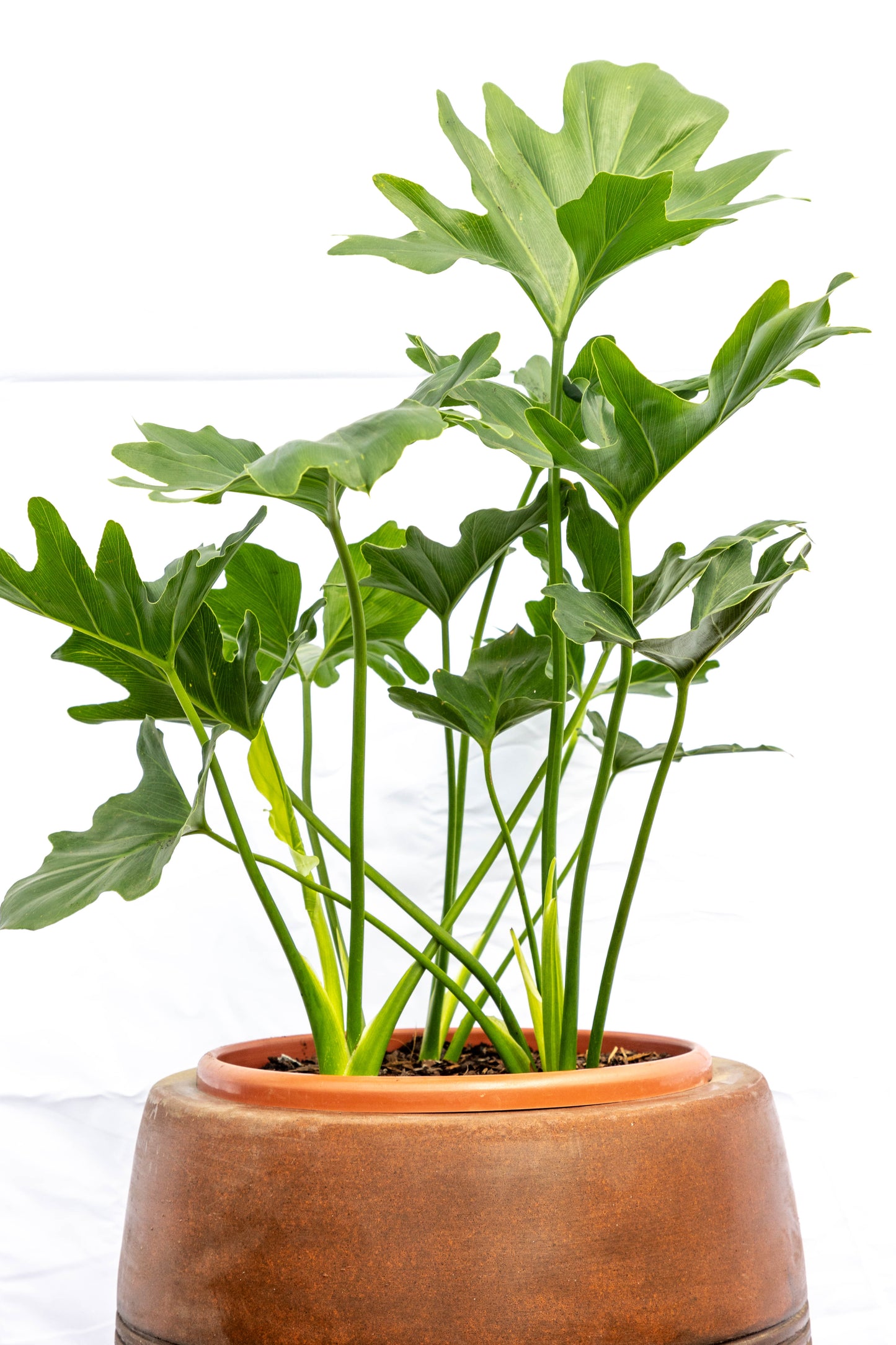 Philodendron Bipinnatifidum p24 Planta Tropical Decorativa