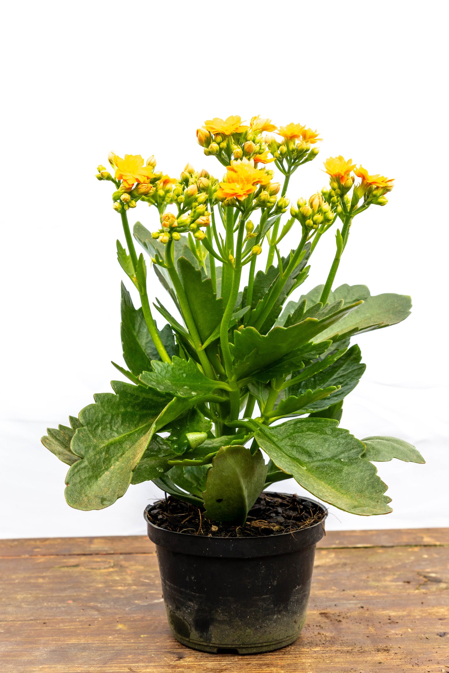 Kalanchoes X2 Plantas Suculentas Oferta Especial