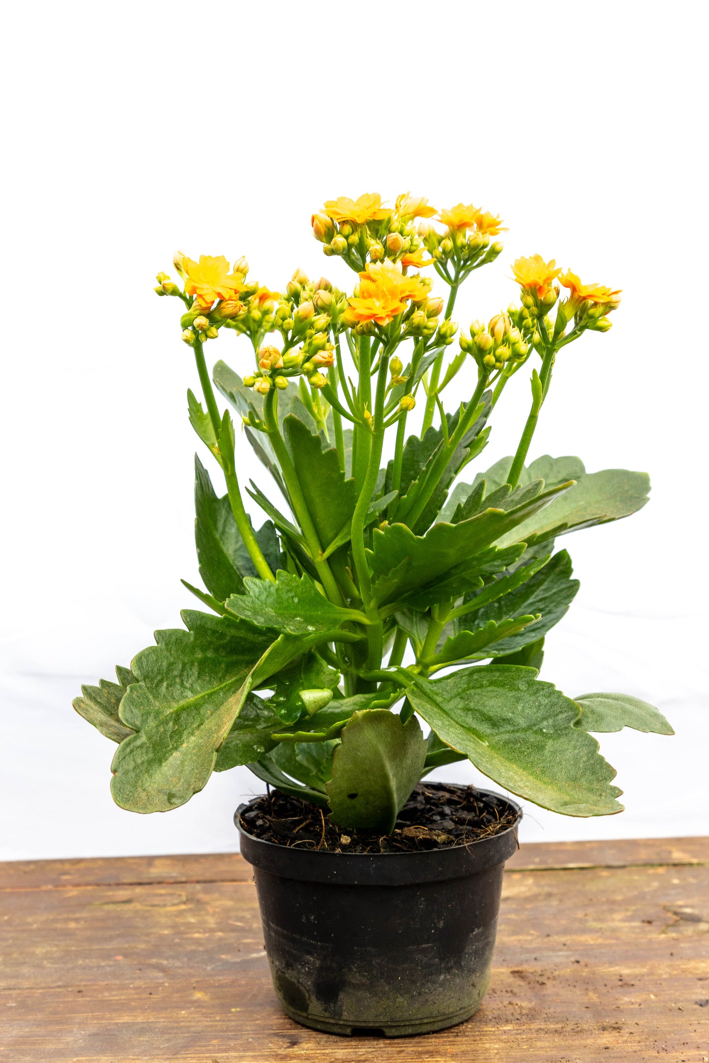 Kalanchoes X2 Plantas Suculentas Oferta Especial