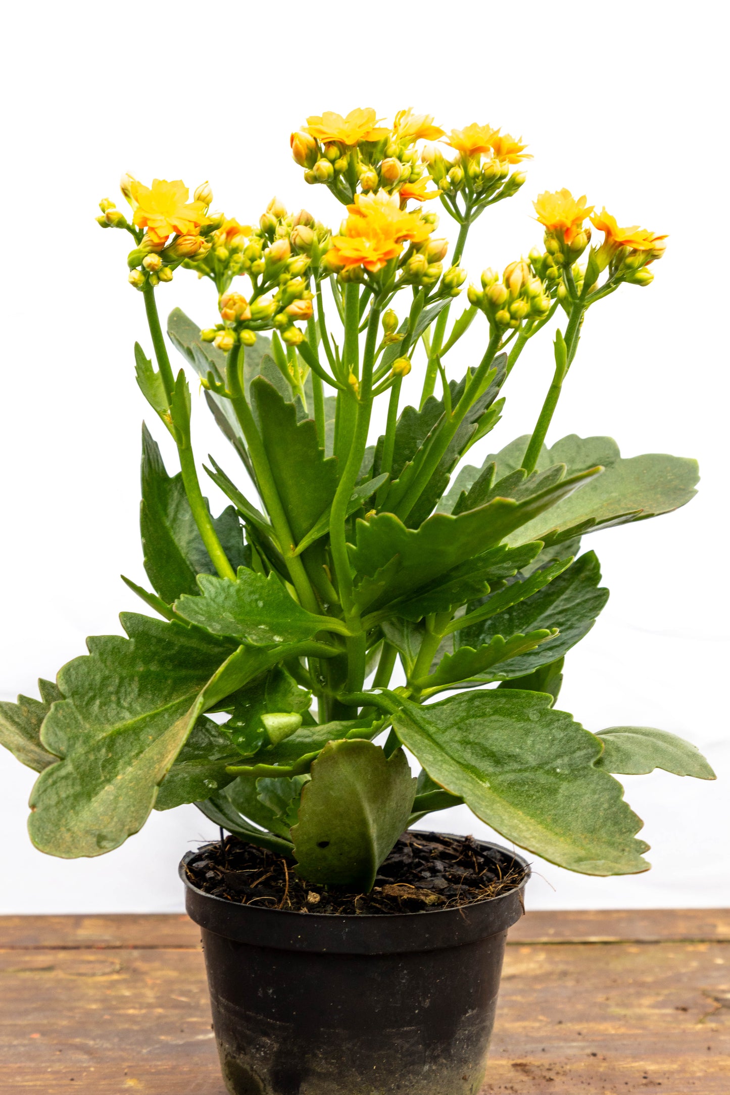 Kalanchoes X2 Plantas Suculentas Oferta Especial