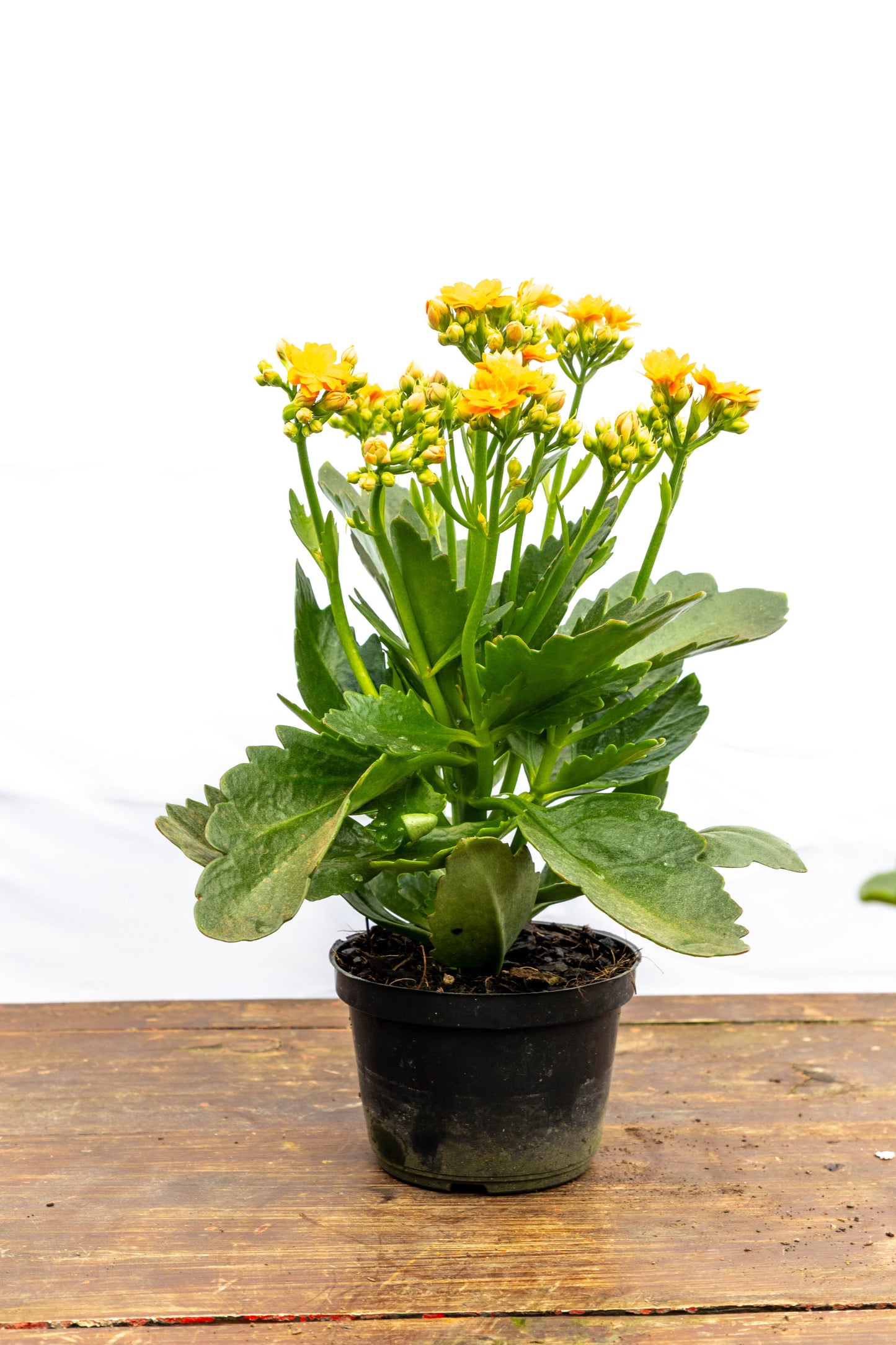 Kalanchoes X2 Plantas Suculentas Oferta Especial
