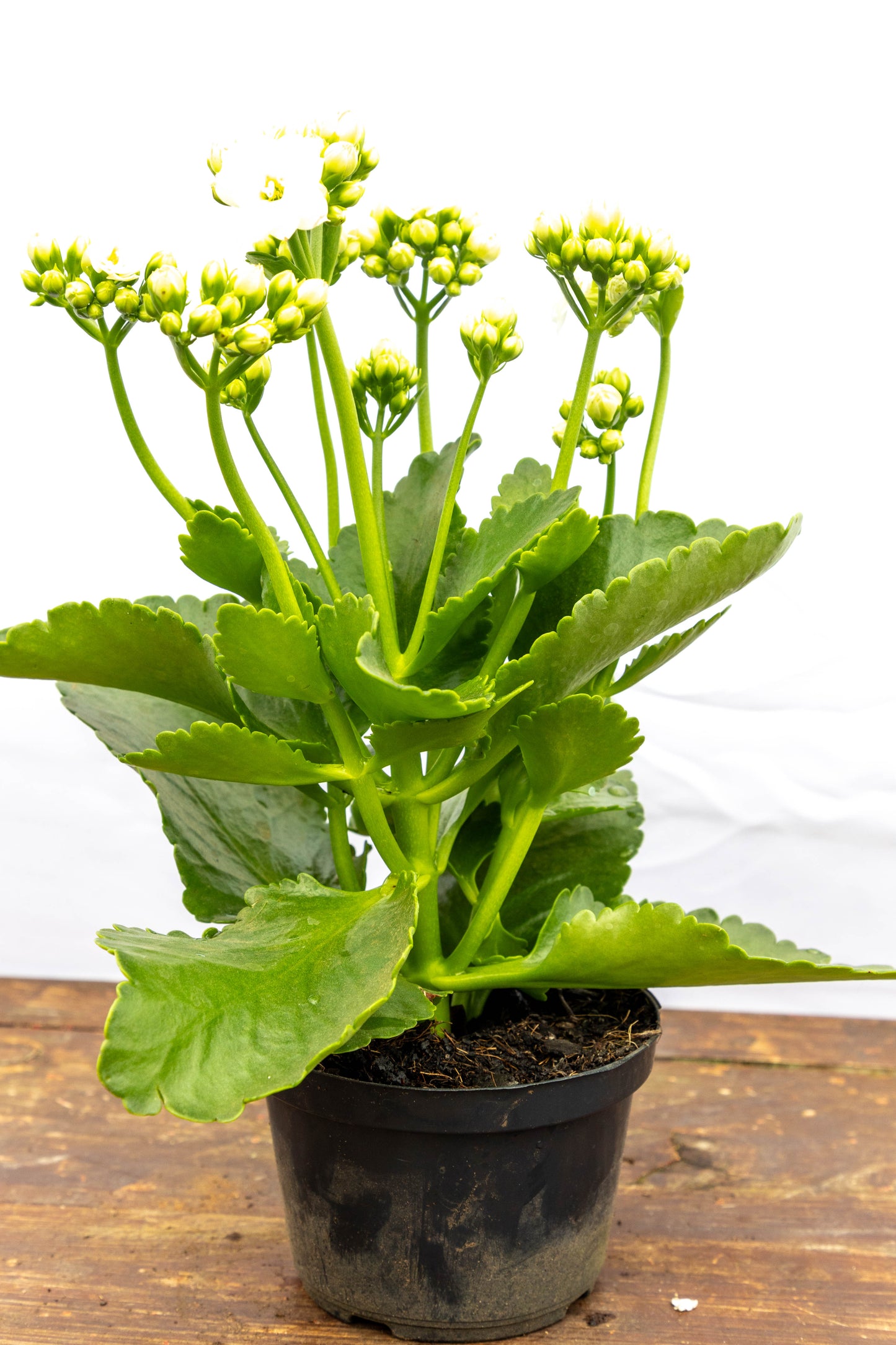 Kalanchoes X2 Plantas Suculentas Oferta Especial