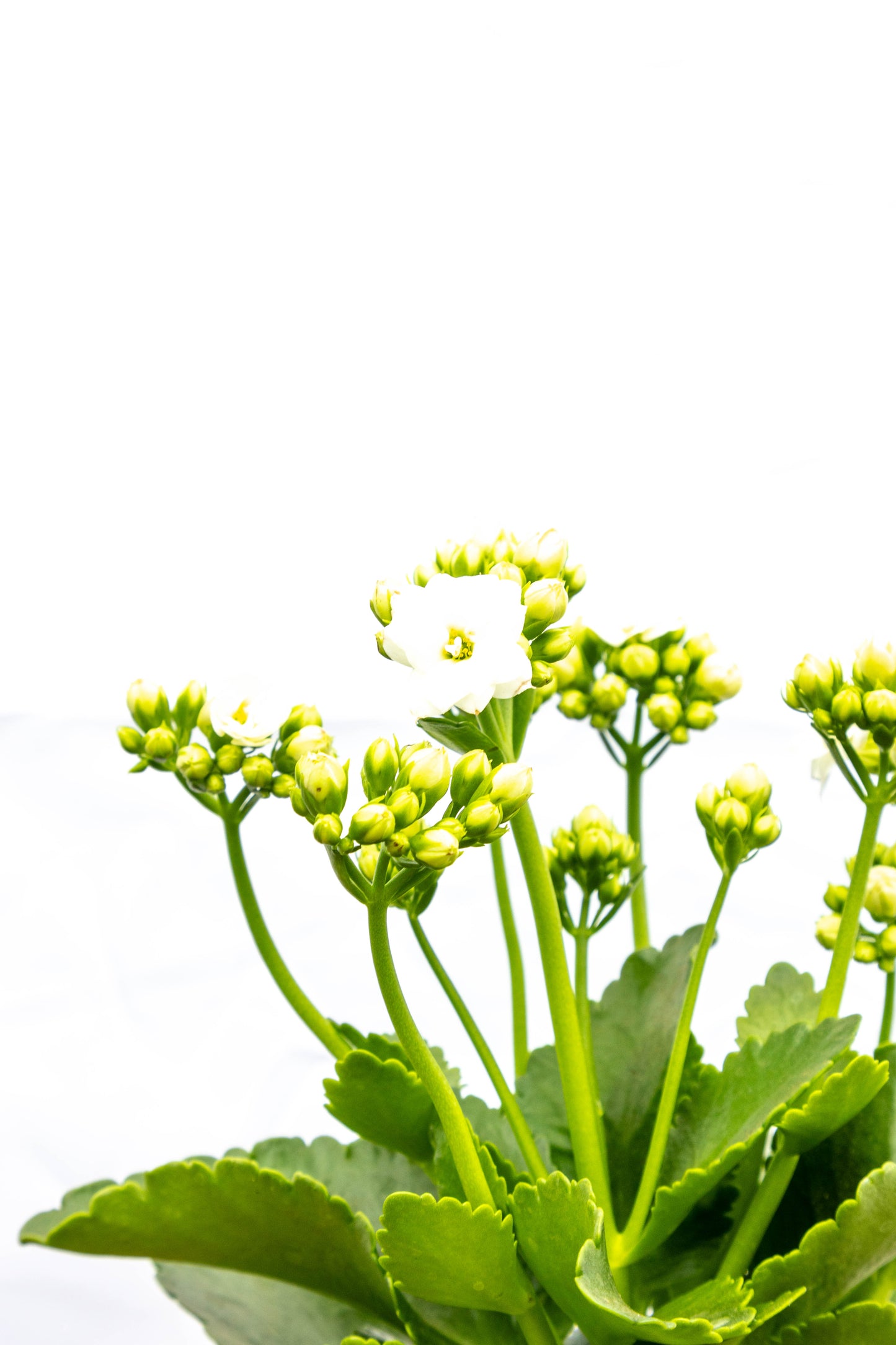 Kalanchoes X2 Plantas Suculentas Oferta Especial