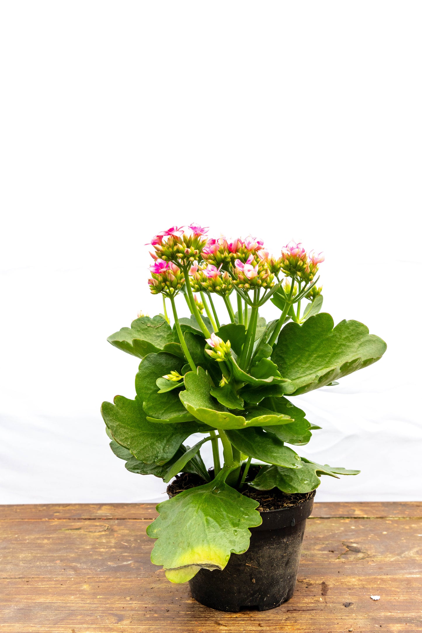 Kalanchoes X2 Plantas Suculentas Oferta Especial