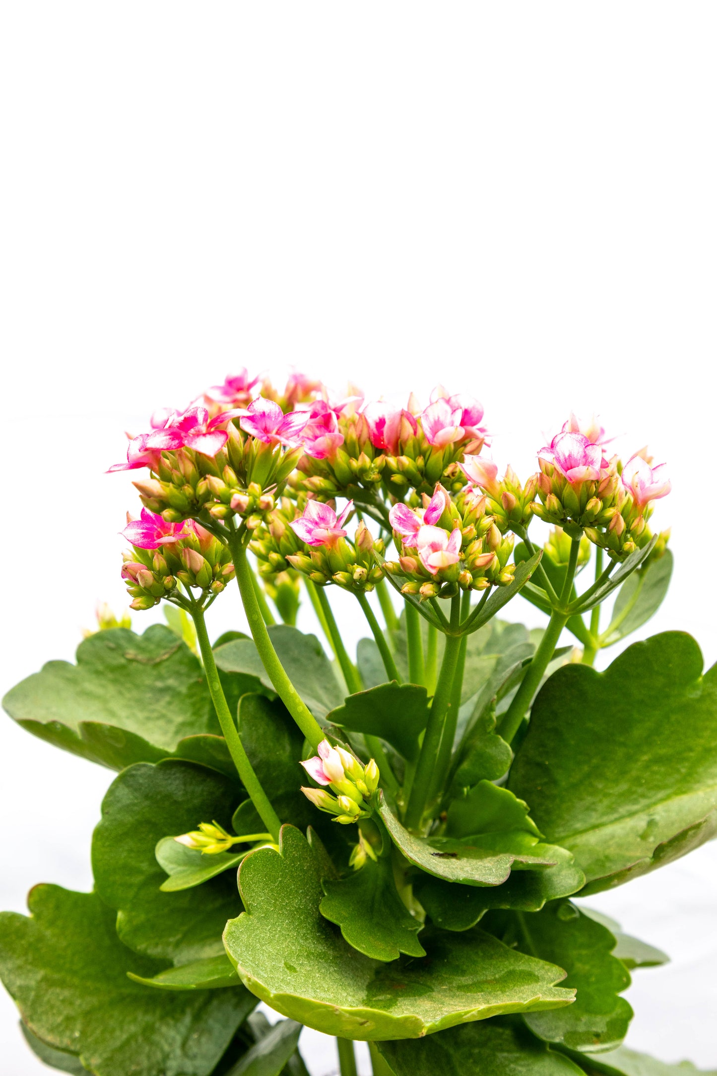 Kalanchoes X2 Plantas Suculentas Oferta Especial