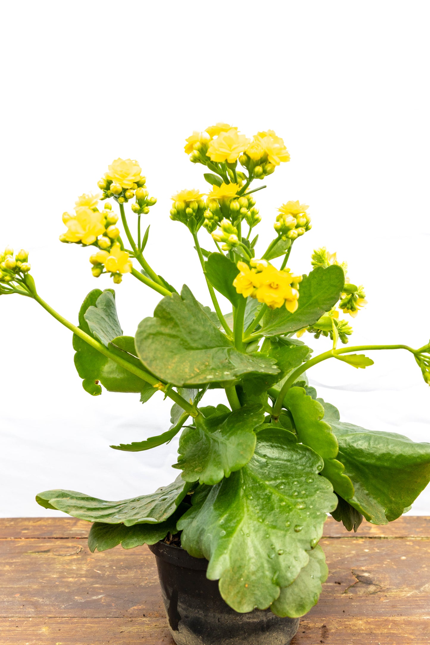 Kalanchoes X2 Plantas Suculentas Oferta Especial