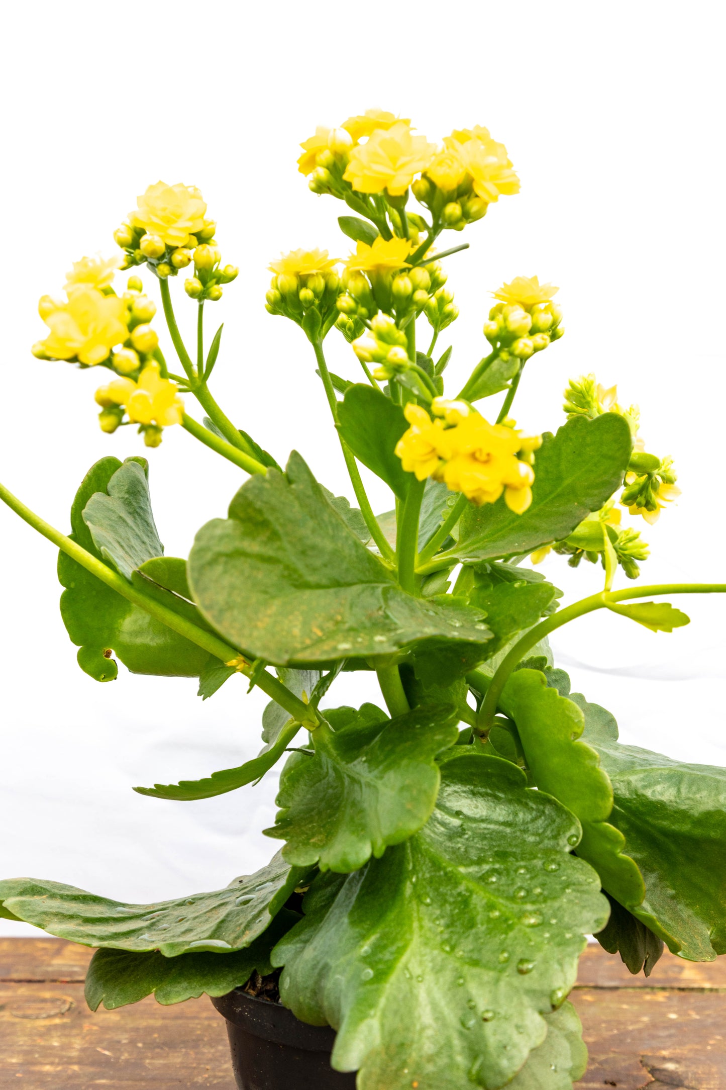 Kalanchoes X2 Plantas Suculentas Oferta Especial