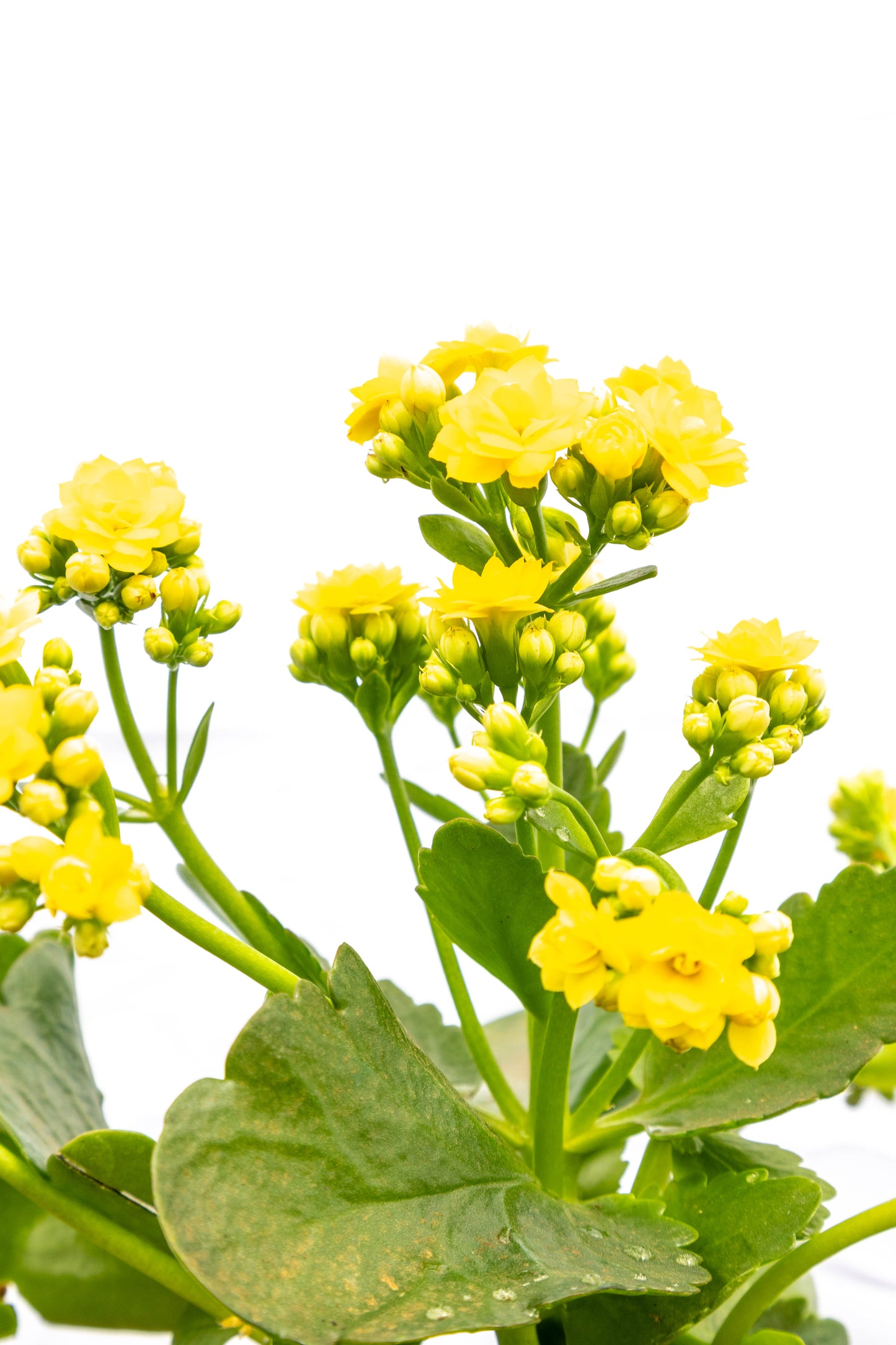 Kalanchoes X2 Plantas Suculentas Oferta Especial