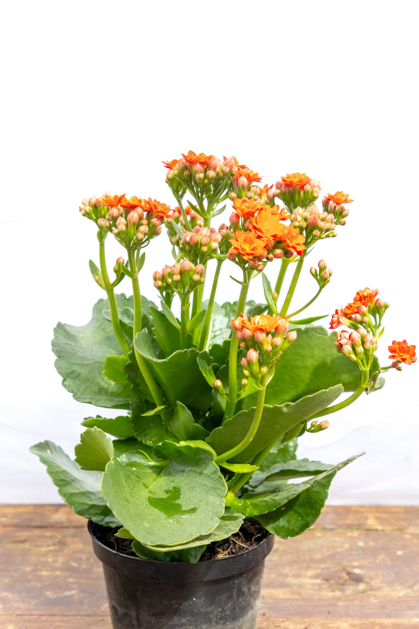Kalanchoes X2 Plantas Suculentas Oferta Especial
