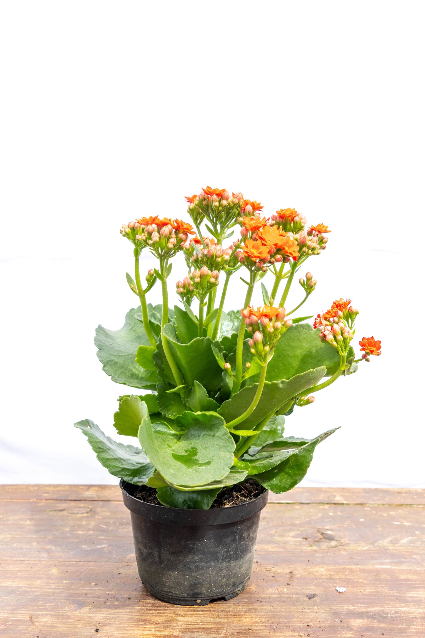 Kalanchoes X2 Plantas Suculentas Oferta Especial