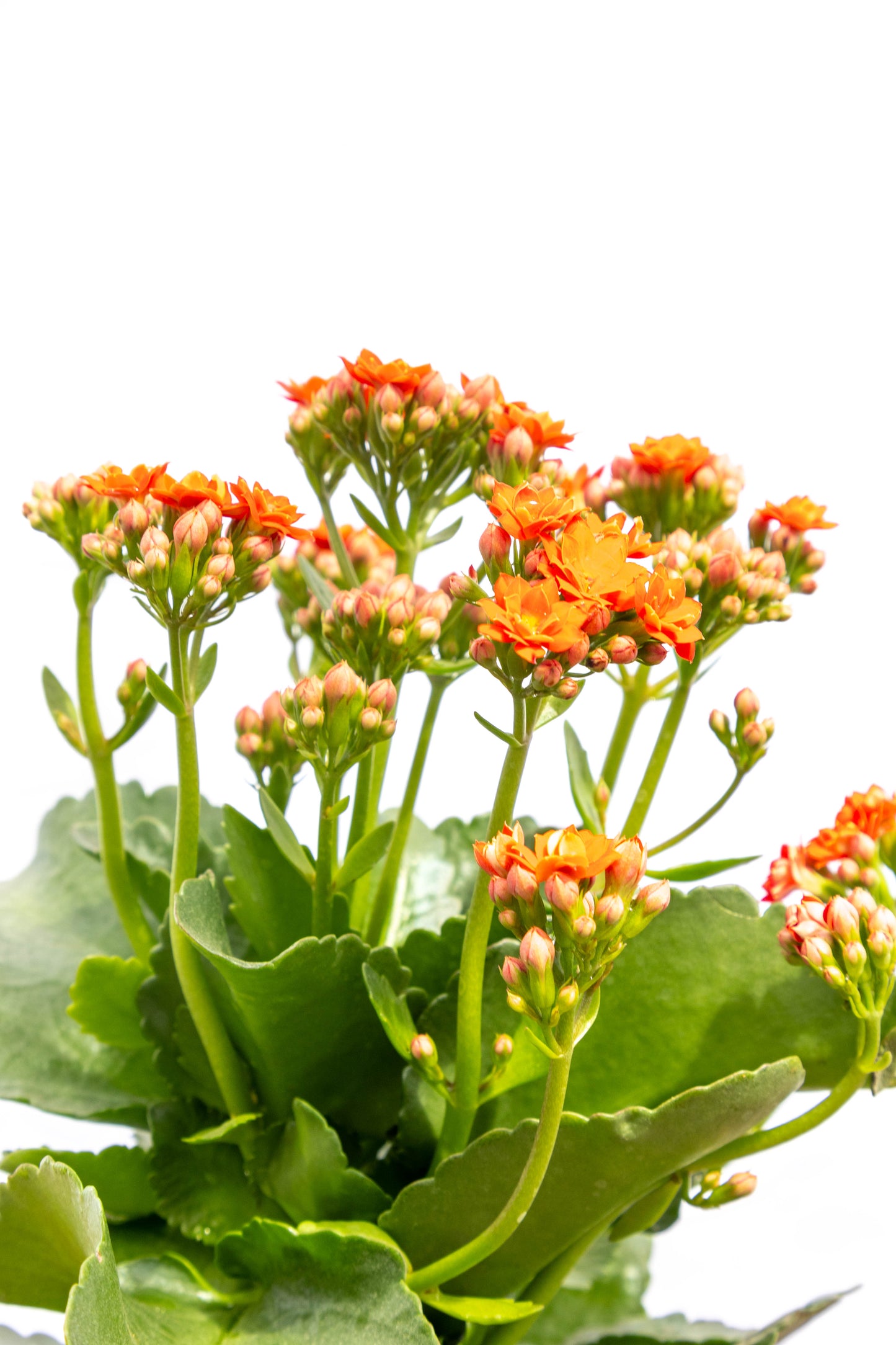 Kalanchoes X2 Plantas Suculentas Oferta Especial