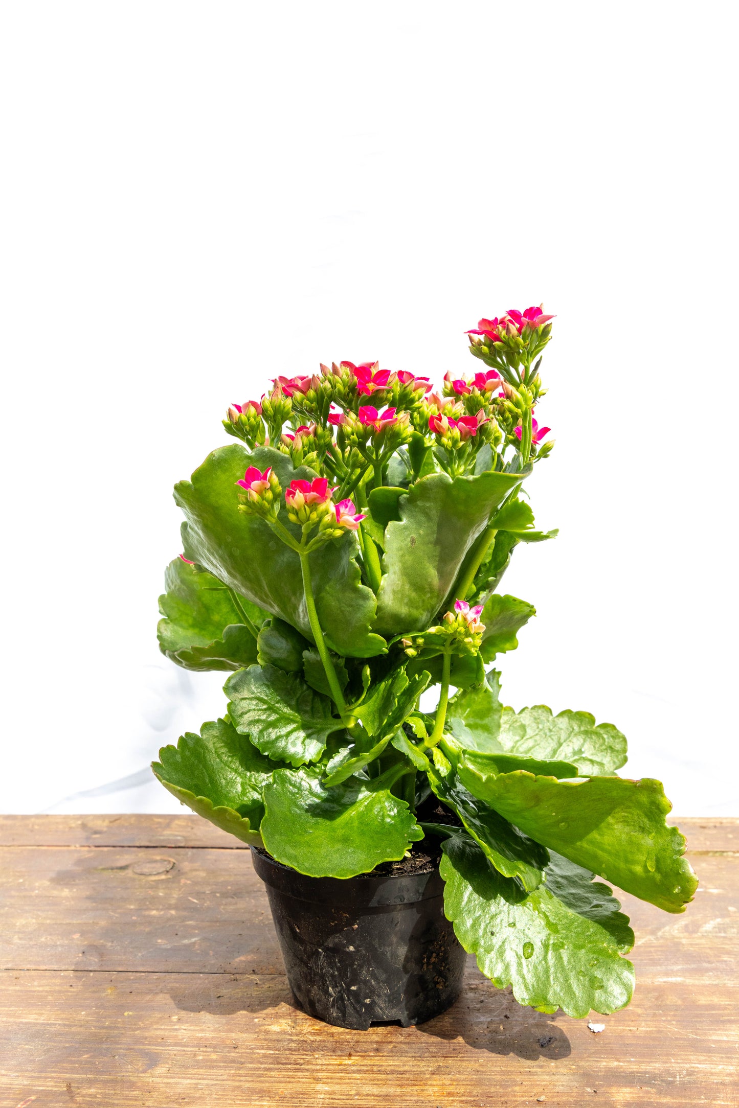 Kalanchoes X2 Plantas Suculentas Oferta Especial