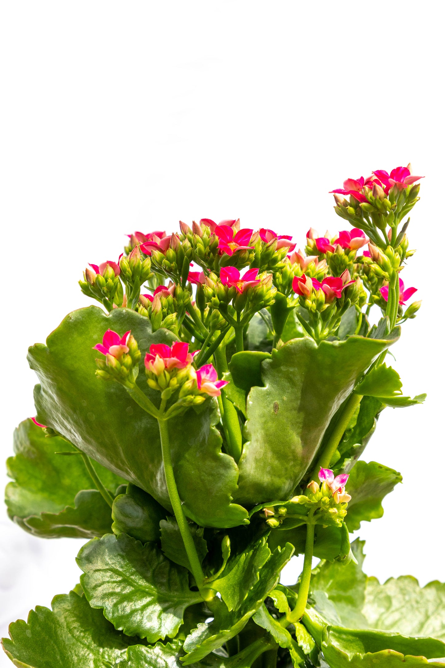Kalanchoes X2 Plantas Suculentas Oferta Especial