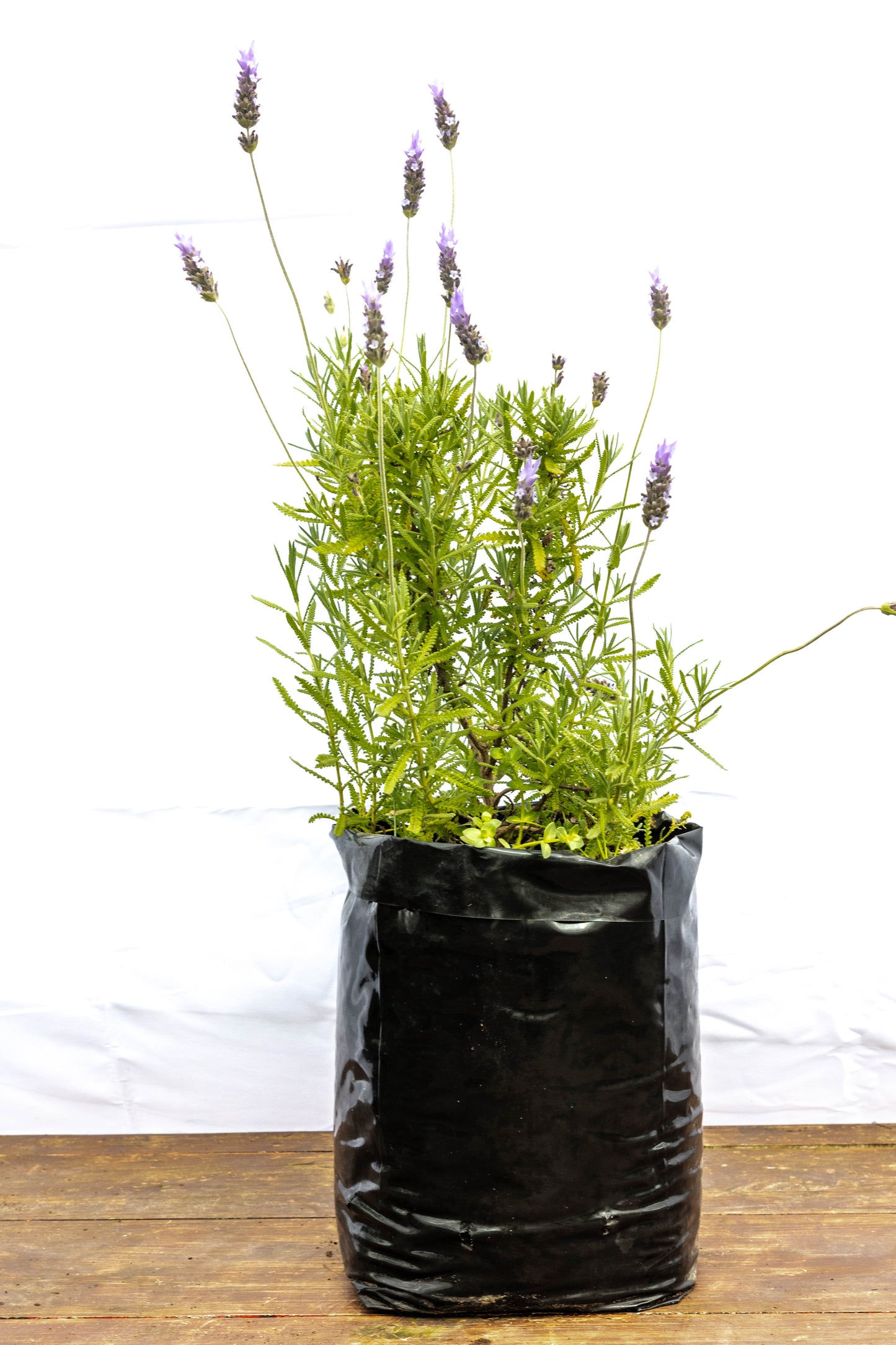 Lavanda Mediana – Aroma, color y calma en tu jardín