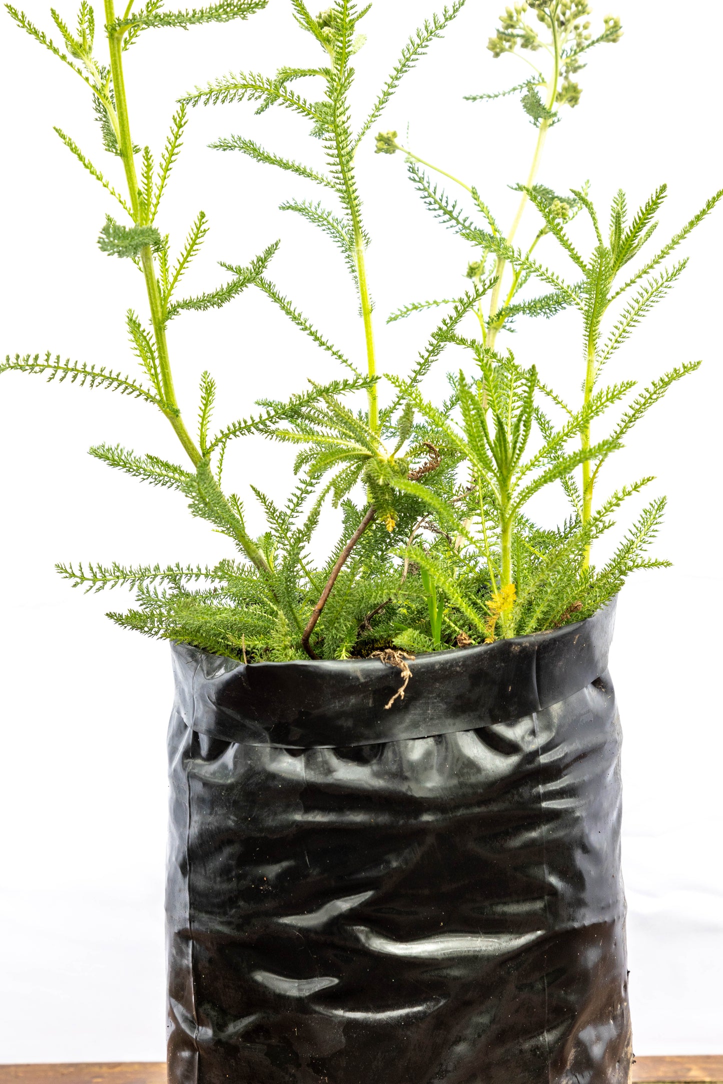 Achillea – Color y textura para jardines vivos