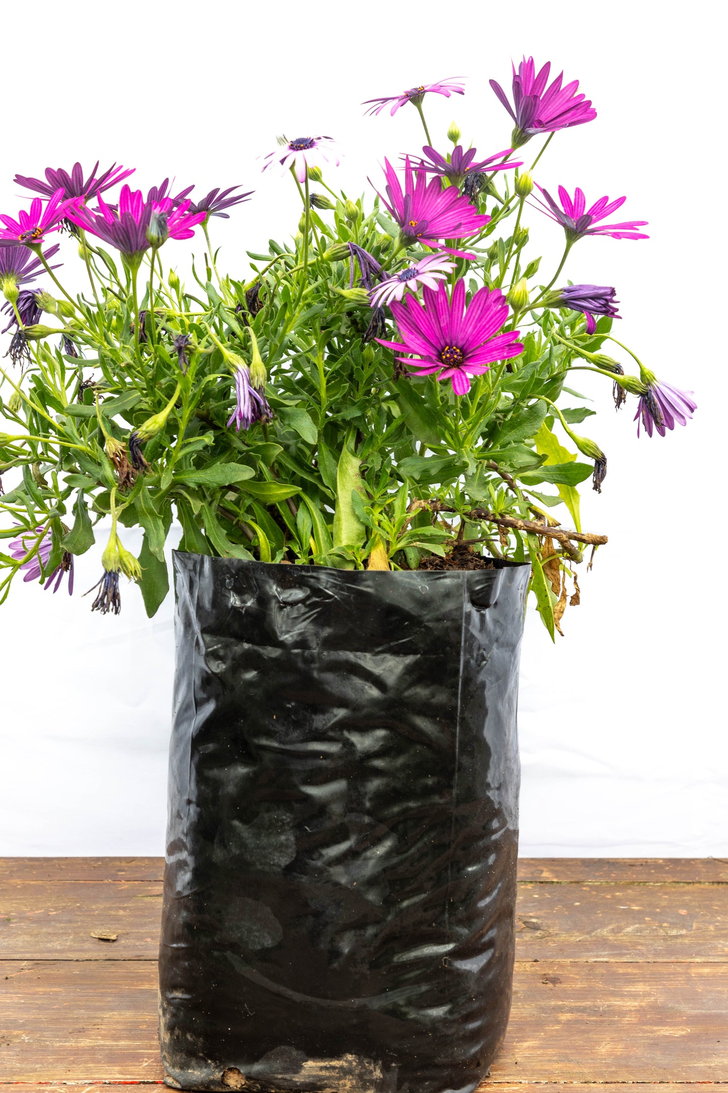 DIMORFOTECA - Flores coloridas en oferta