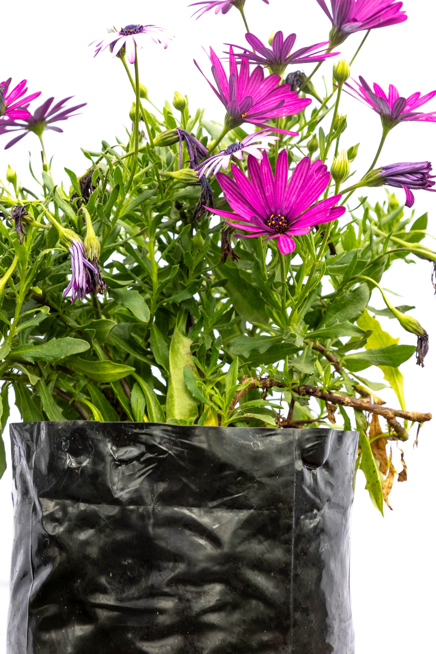 DIMORFOTECA - Flores coloridas en oferta