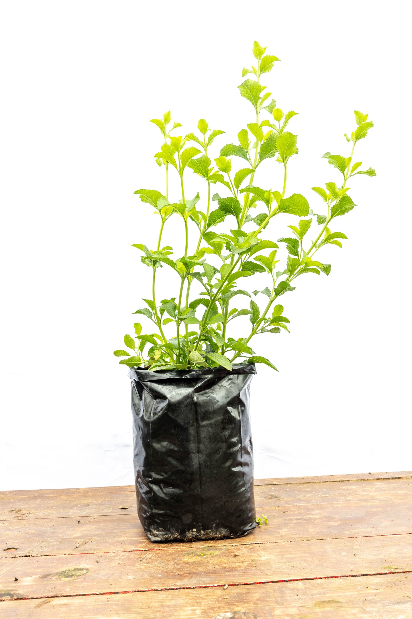 Salvia – Color, perfume y vida para tu jardín