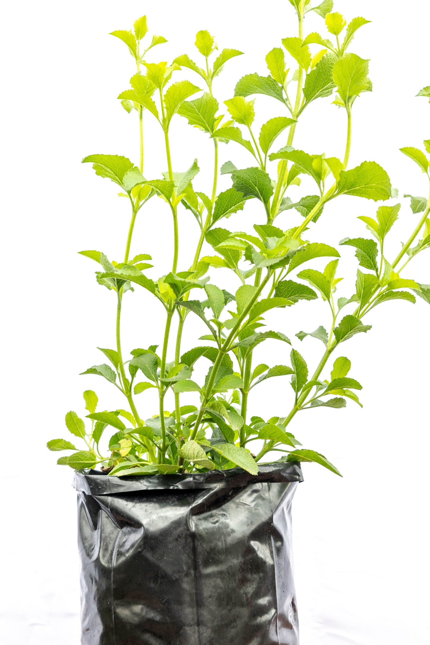 Salvia – Color, perfume y vida para tu jardín