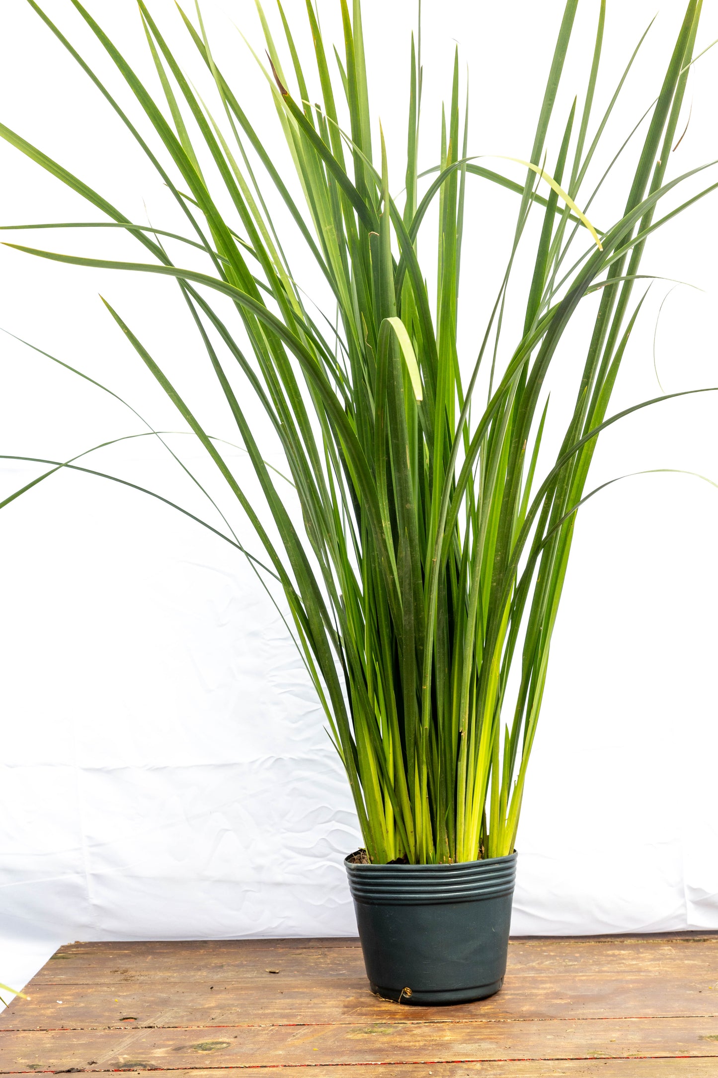 Dietes- Planta Resistente