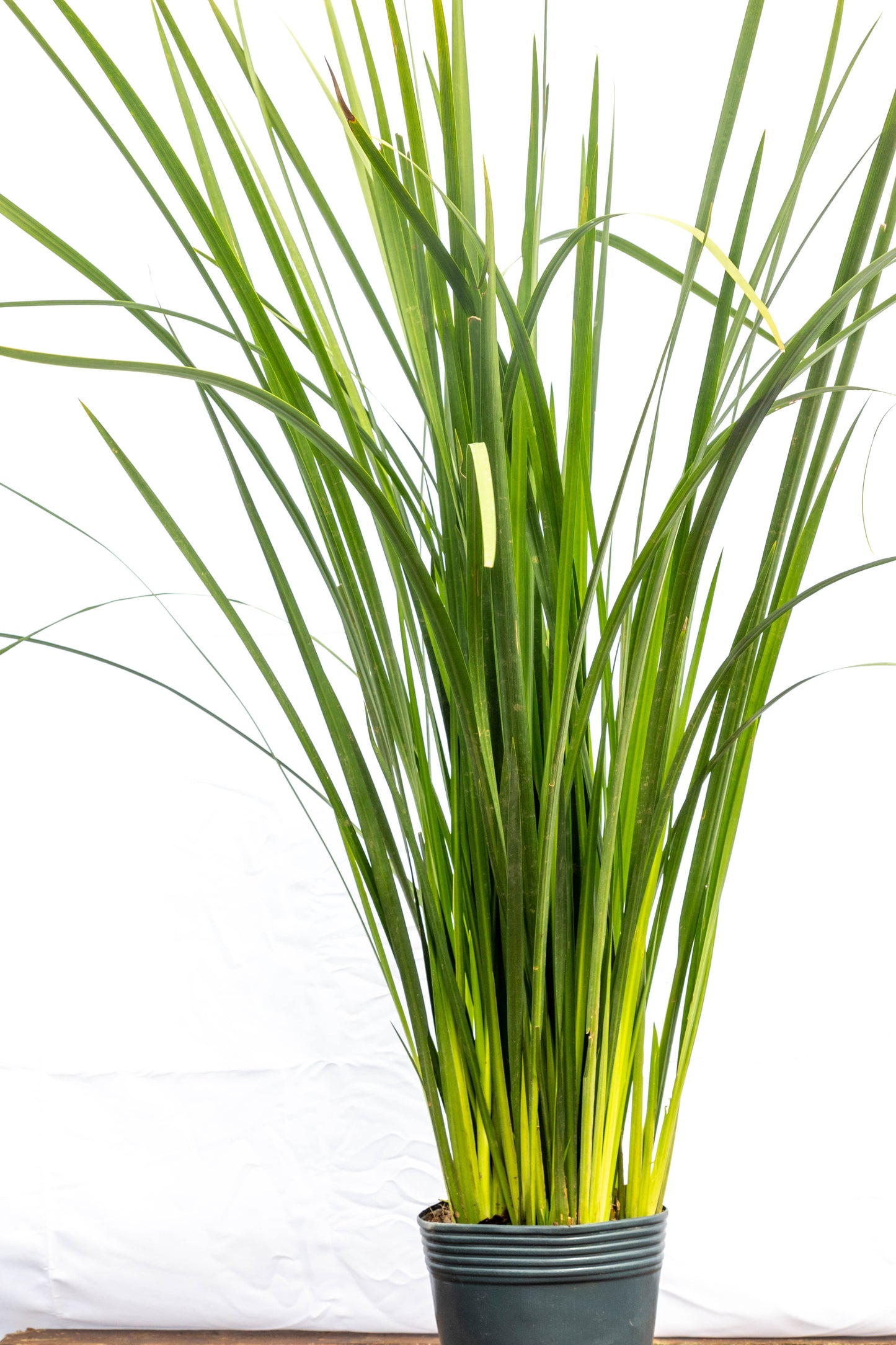 Dietes- Planta Resistente