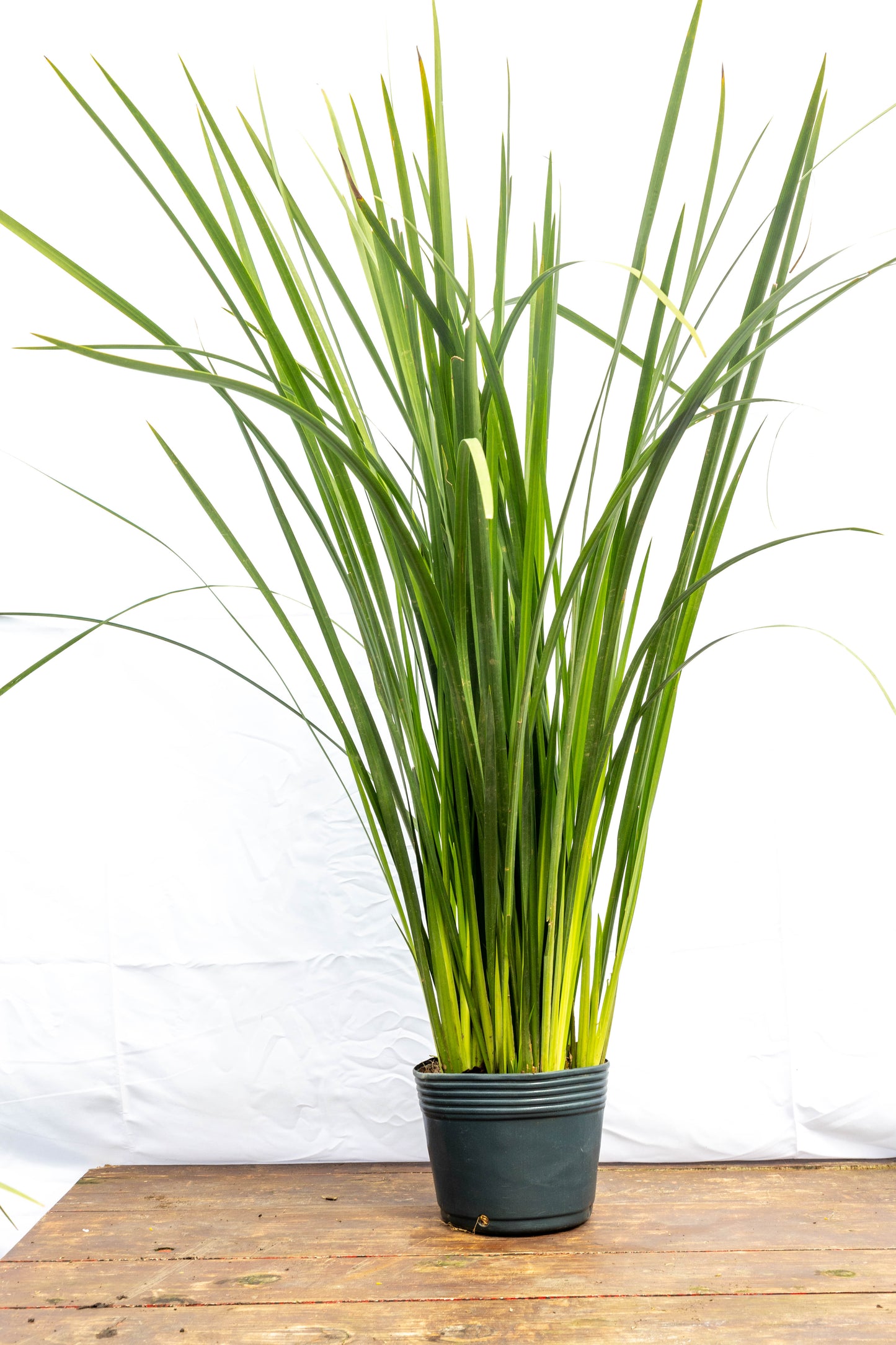 Dietes- Planta Resistente