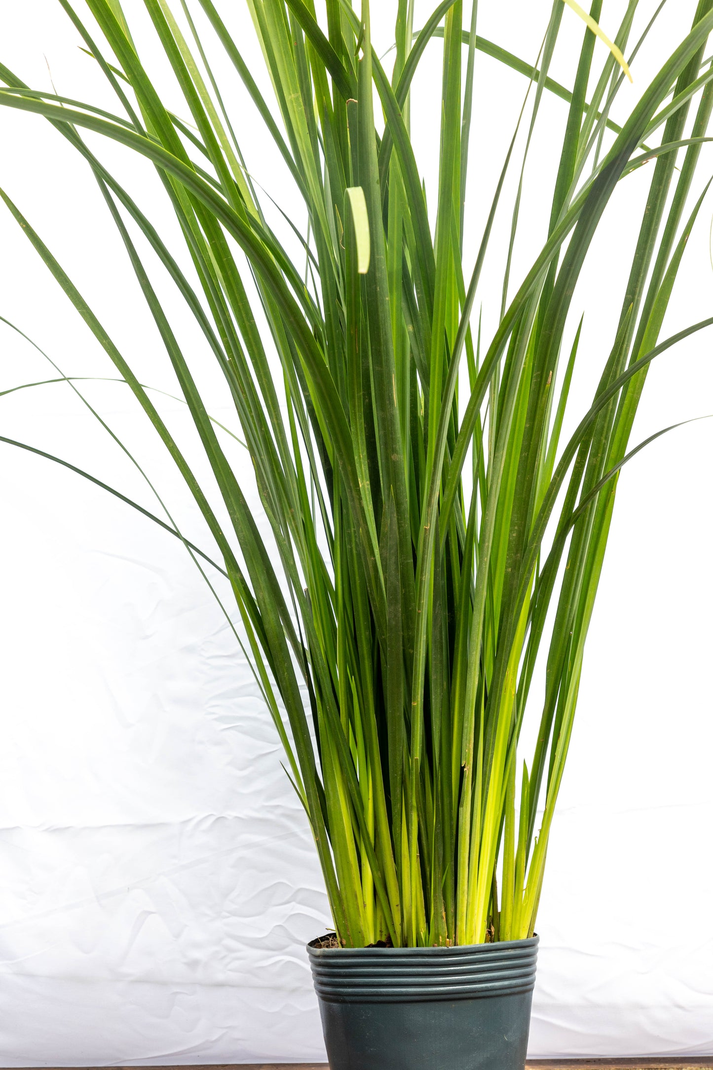Dietes- Planta Resistente