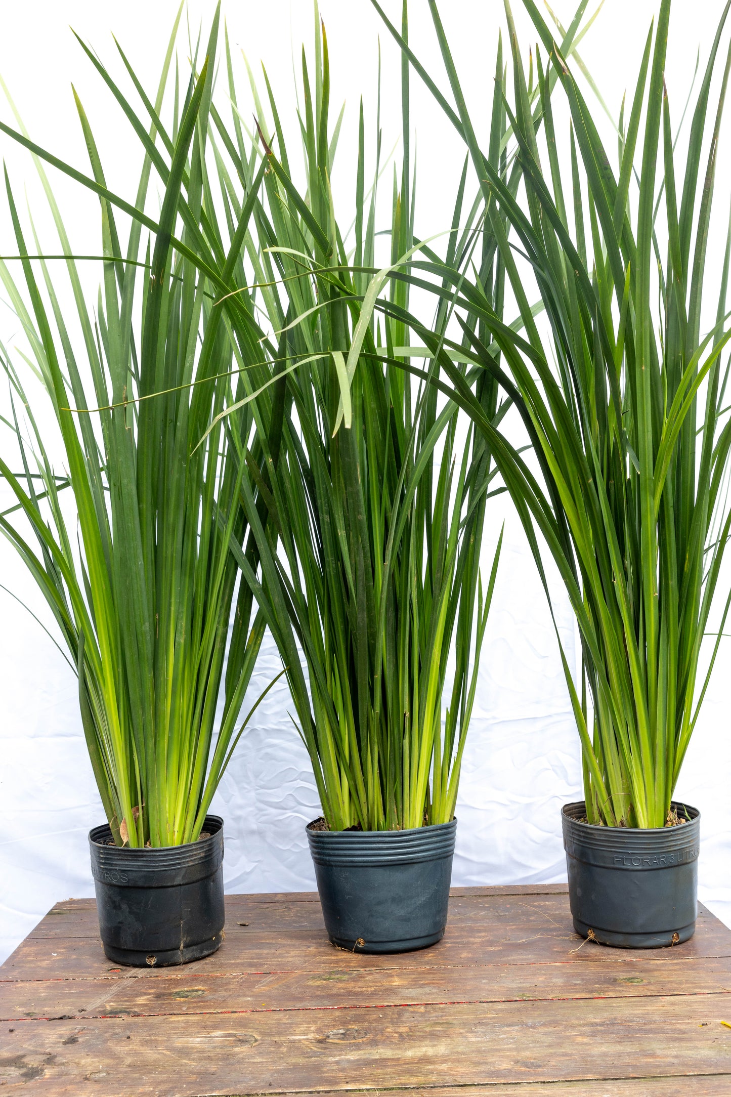 Dietes- Planta Resistente