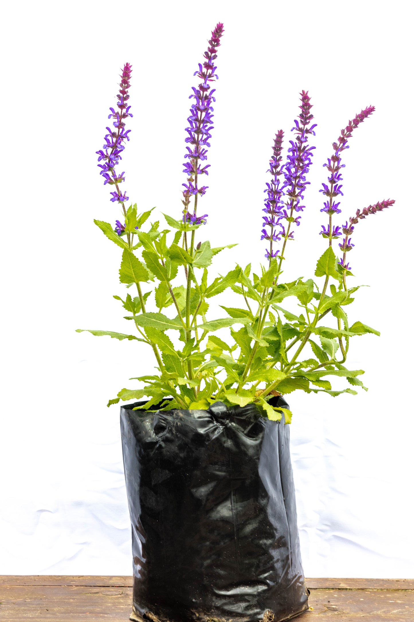 Salvia – Color, perfume y vida para tu jardín