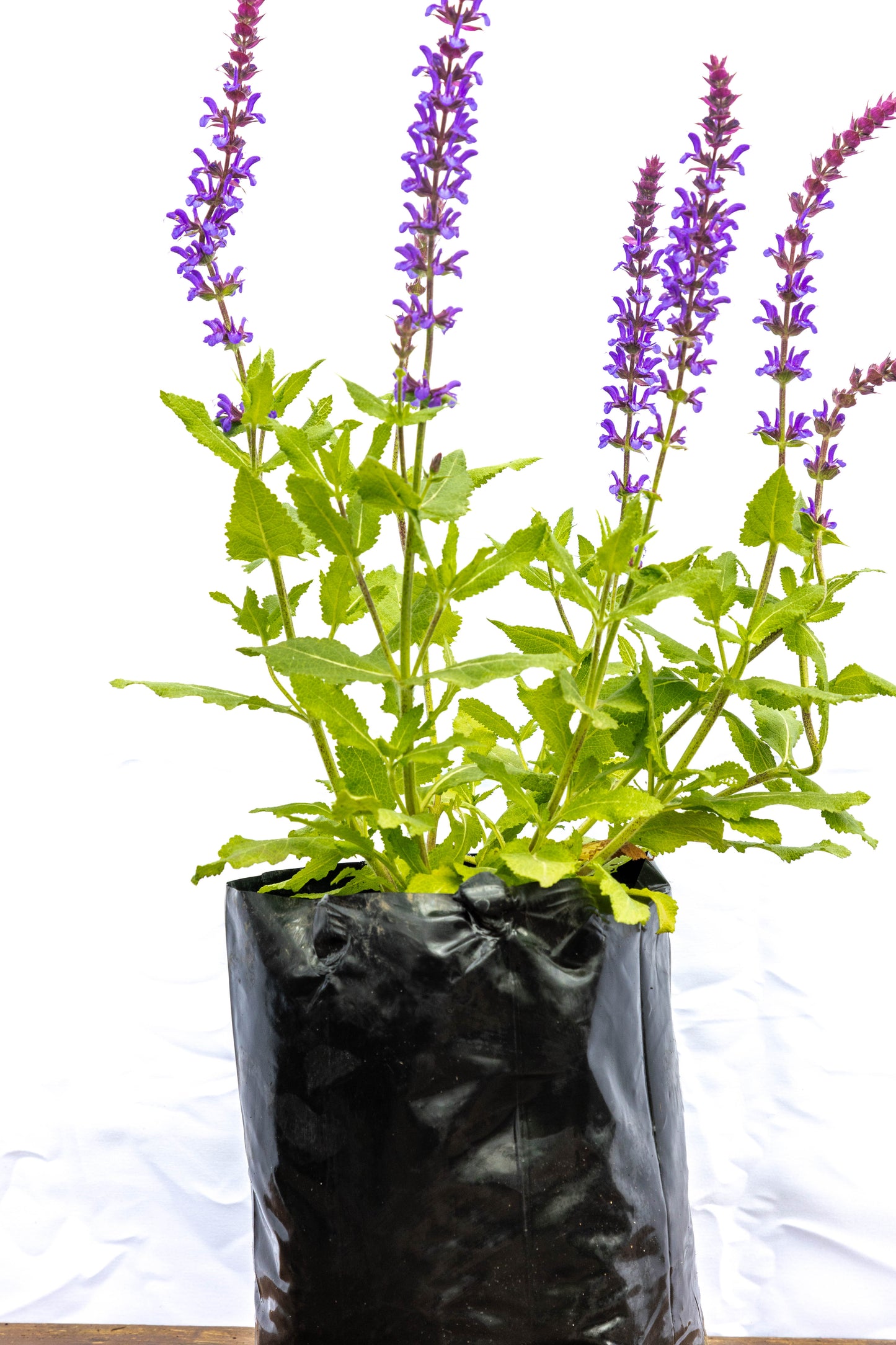 Salvia – Color, perfume y vida para tu jardín