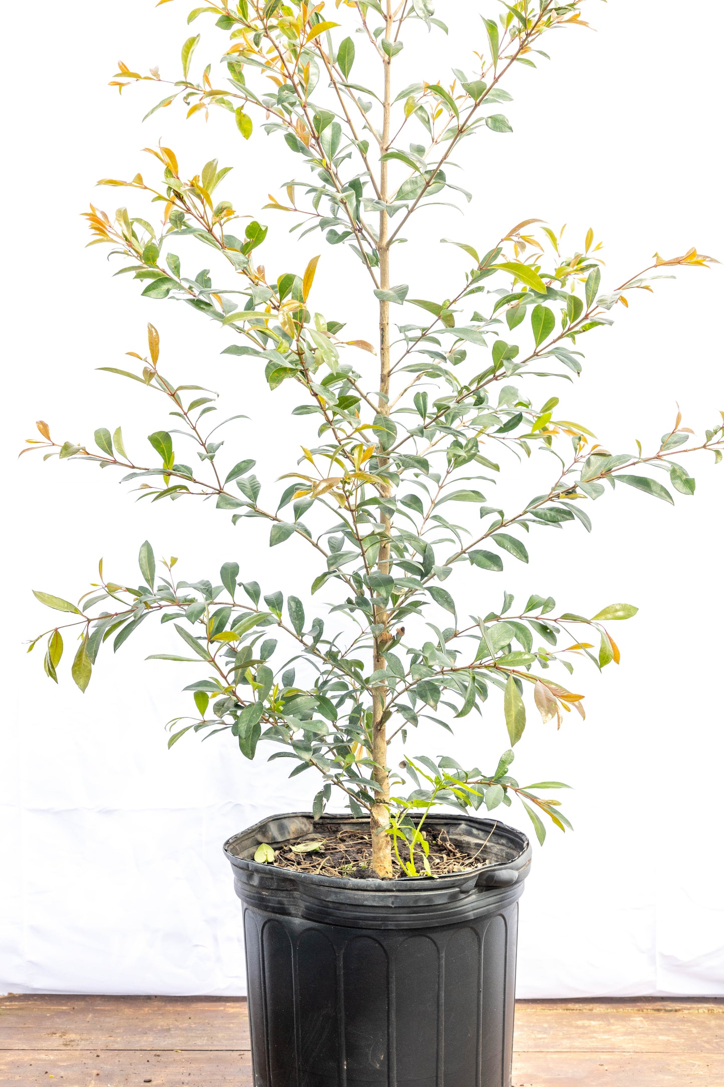 Eugenia – Verde prolijo y elegante todo el año