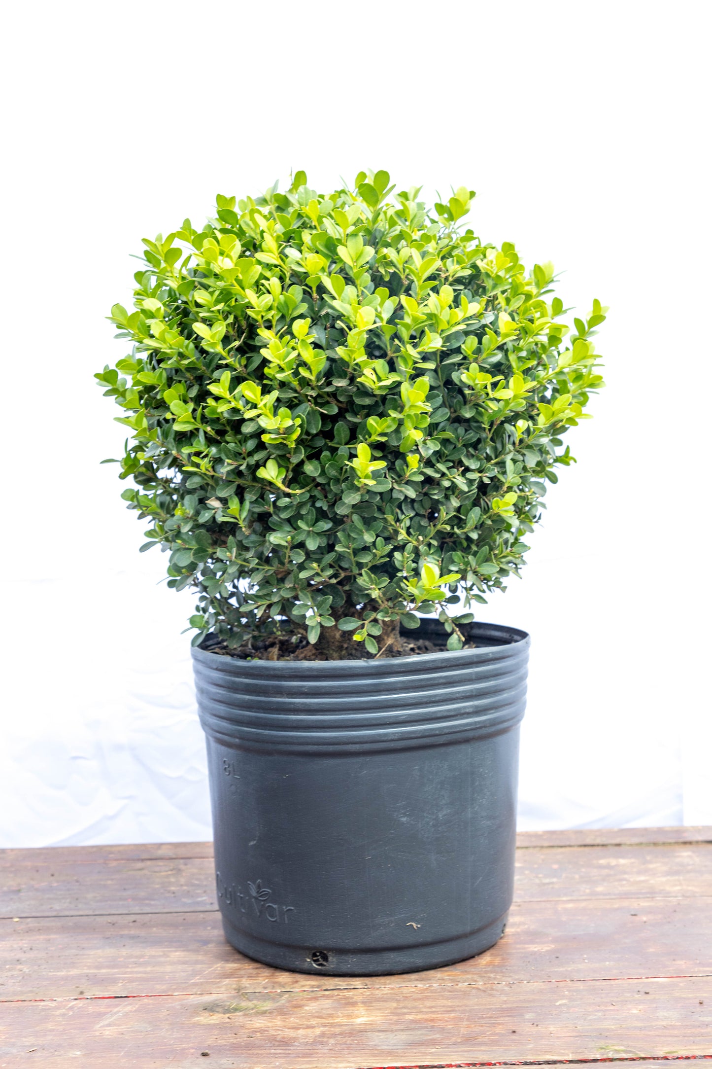 Boj Elegancia Verde Planta