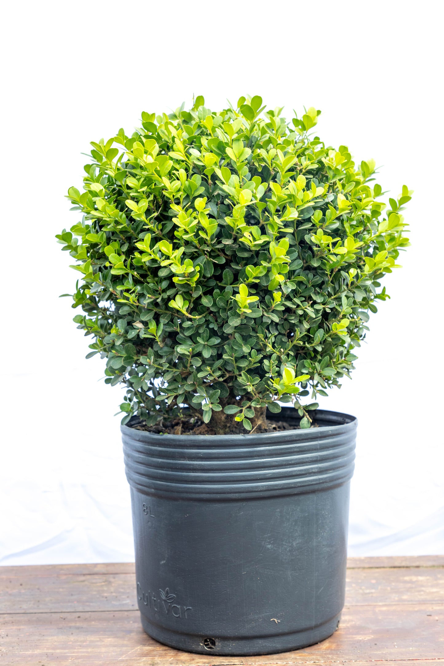 Boj Elegancia Verde Planta