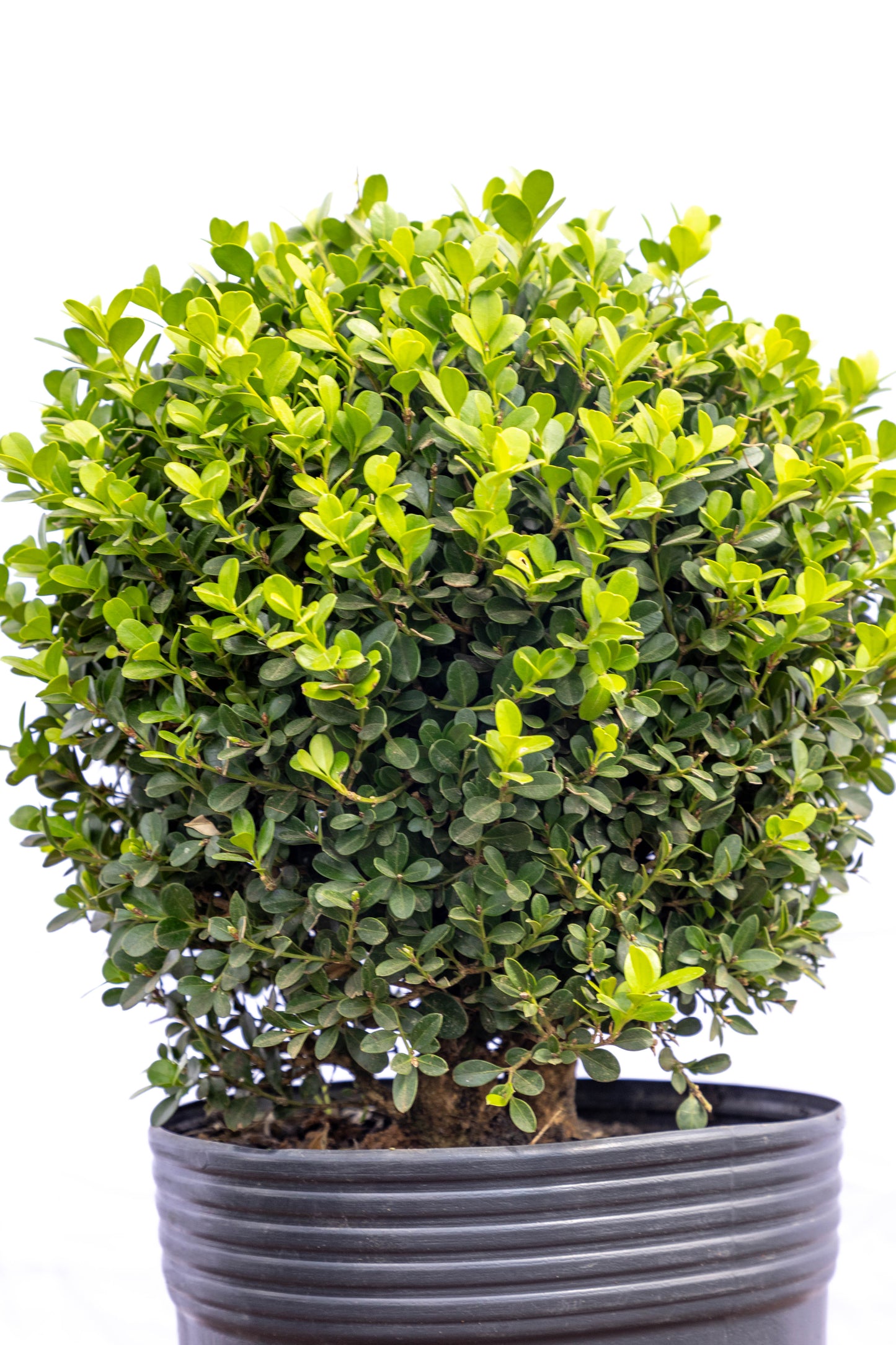Boj Elegancia Verde Planta