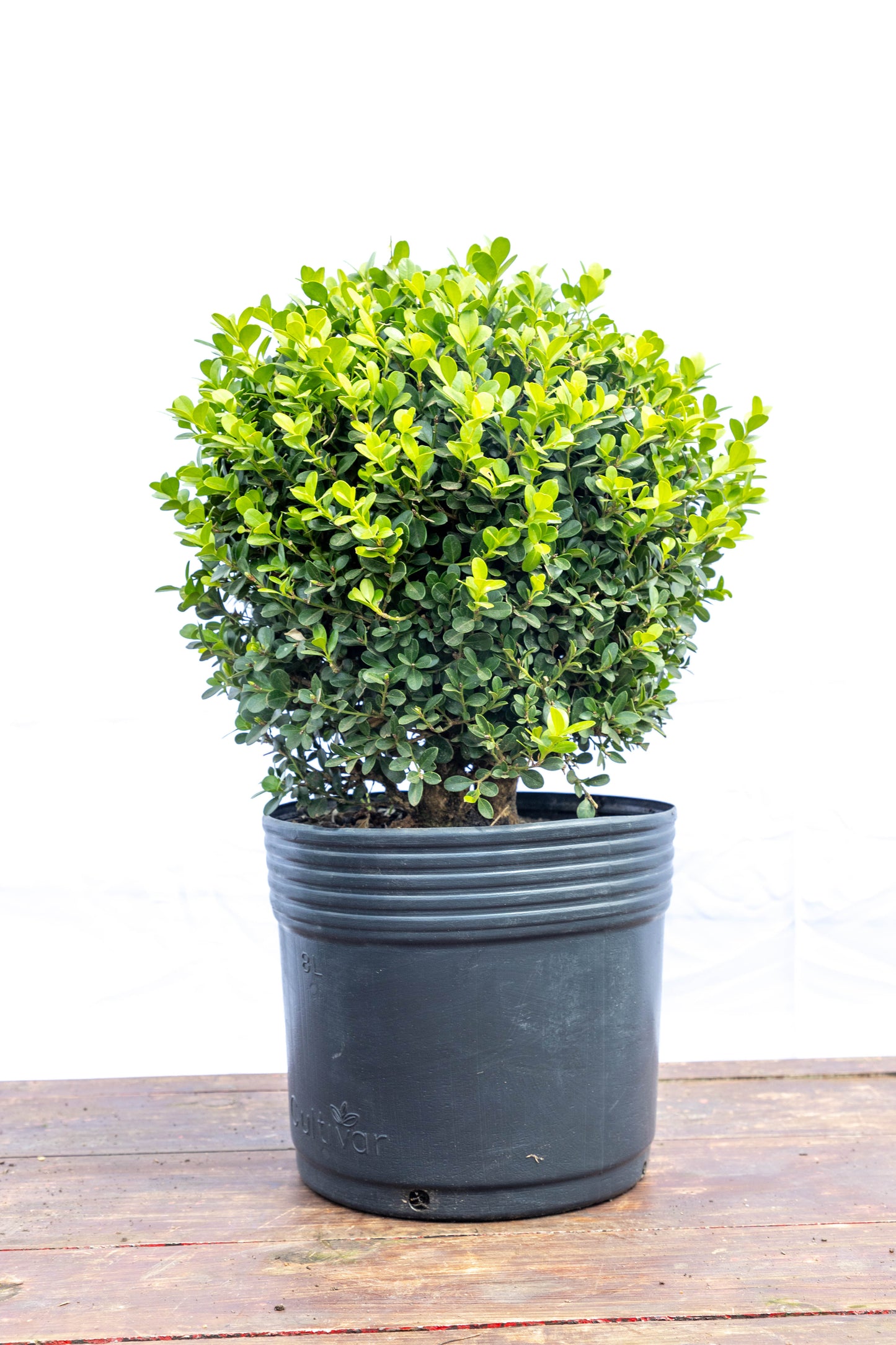 Boj Elegancia Verde Planta