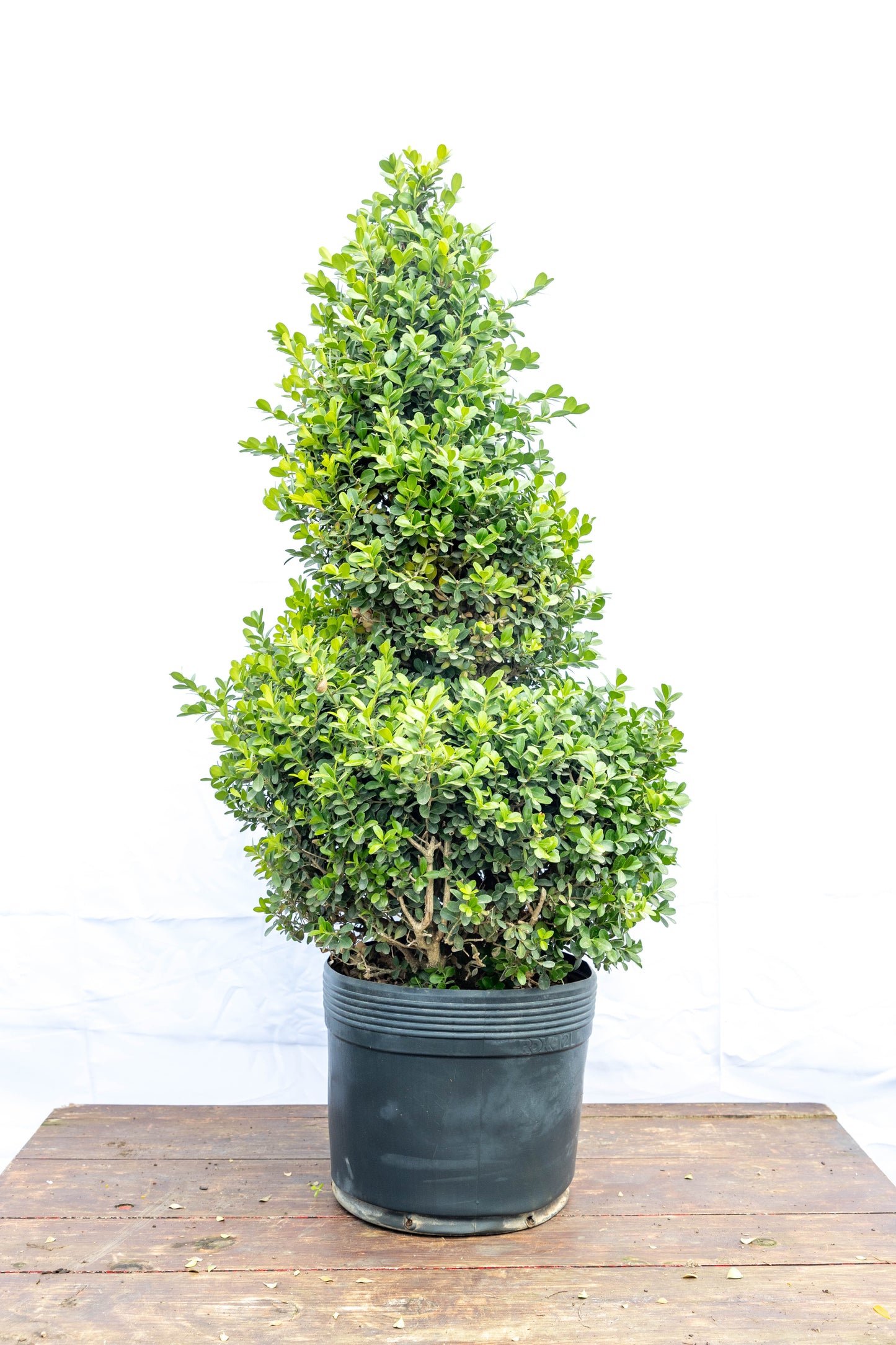 Boj Espiral – Escultura viva para jardines con estilo