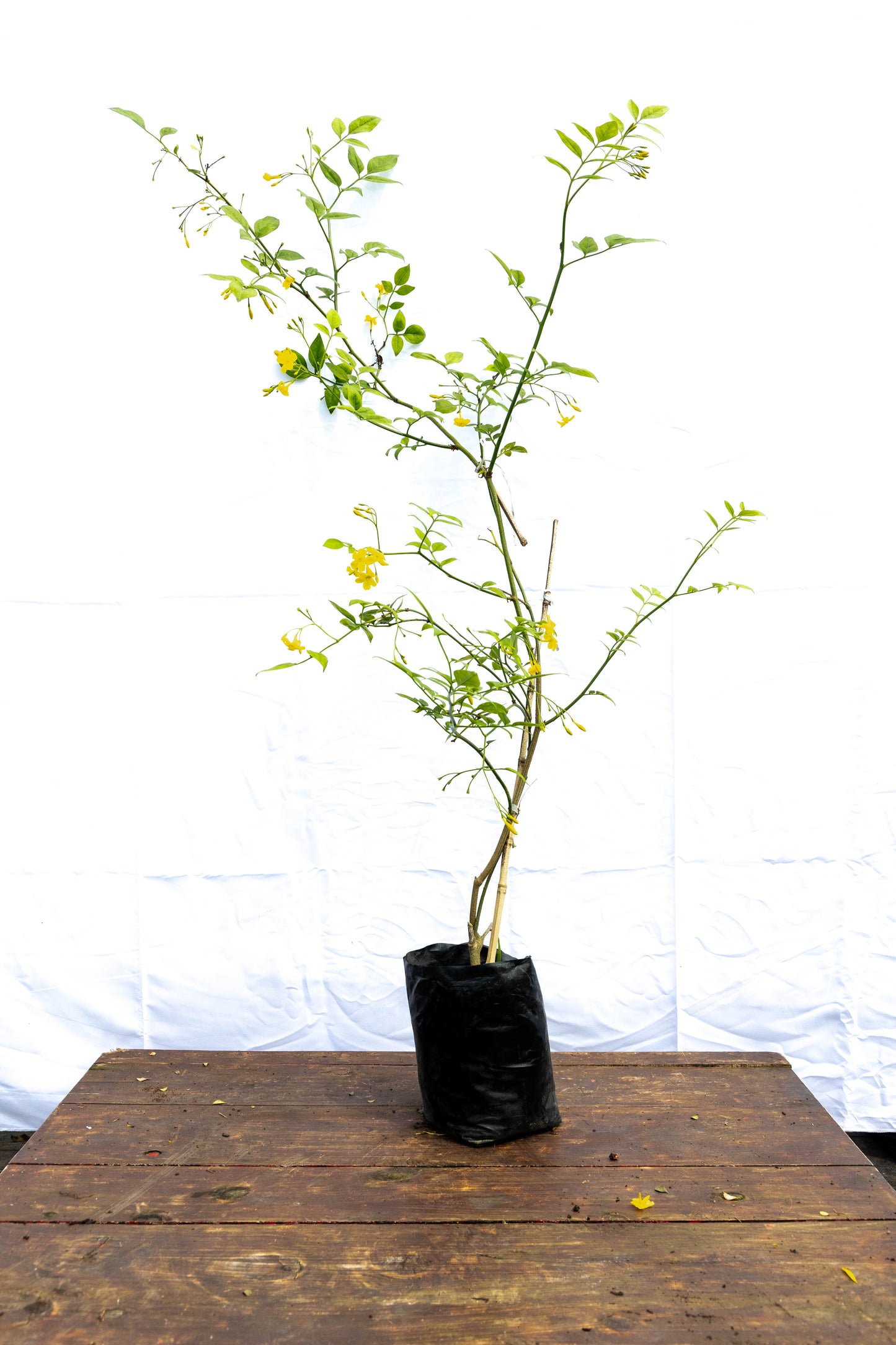 Jazmín Amarillo – Sol en flor para tu jardín